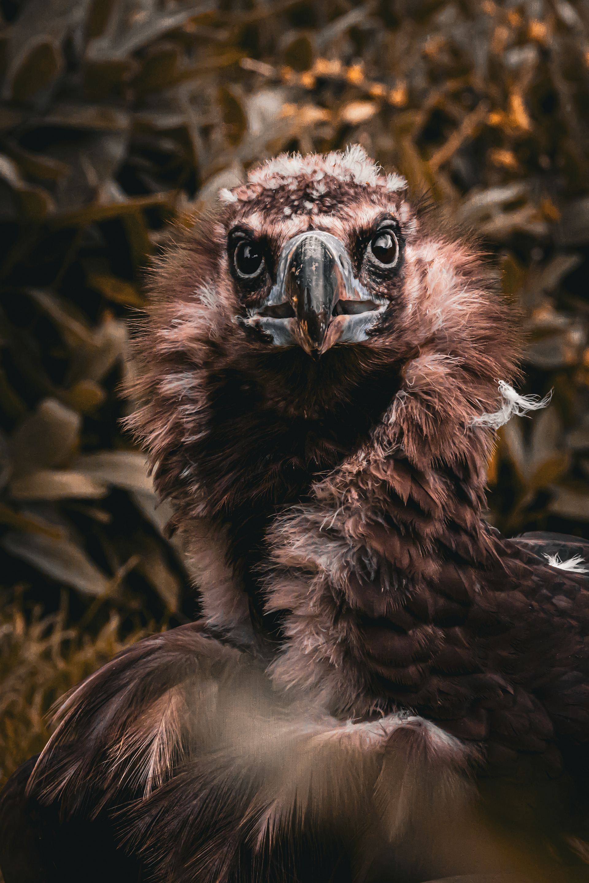 European Bearded Volture, Hohe Tauren National park, Austria