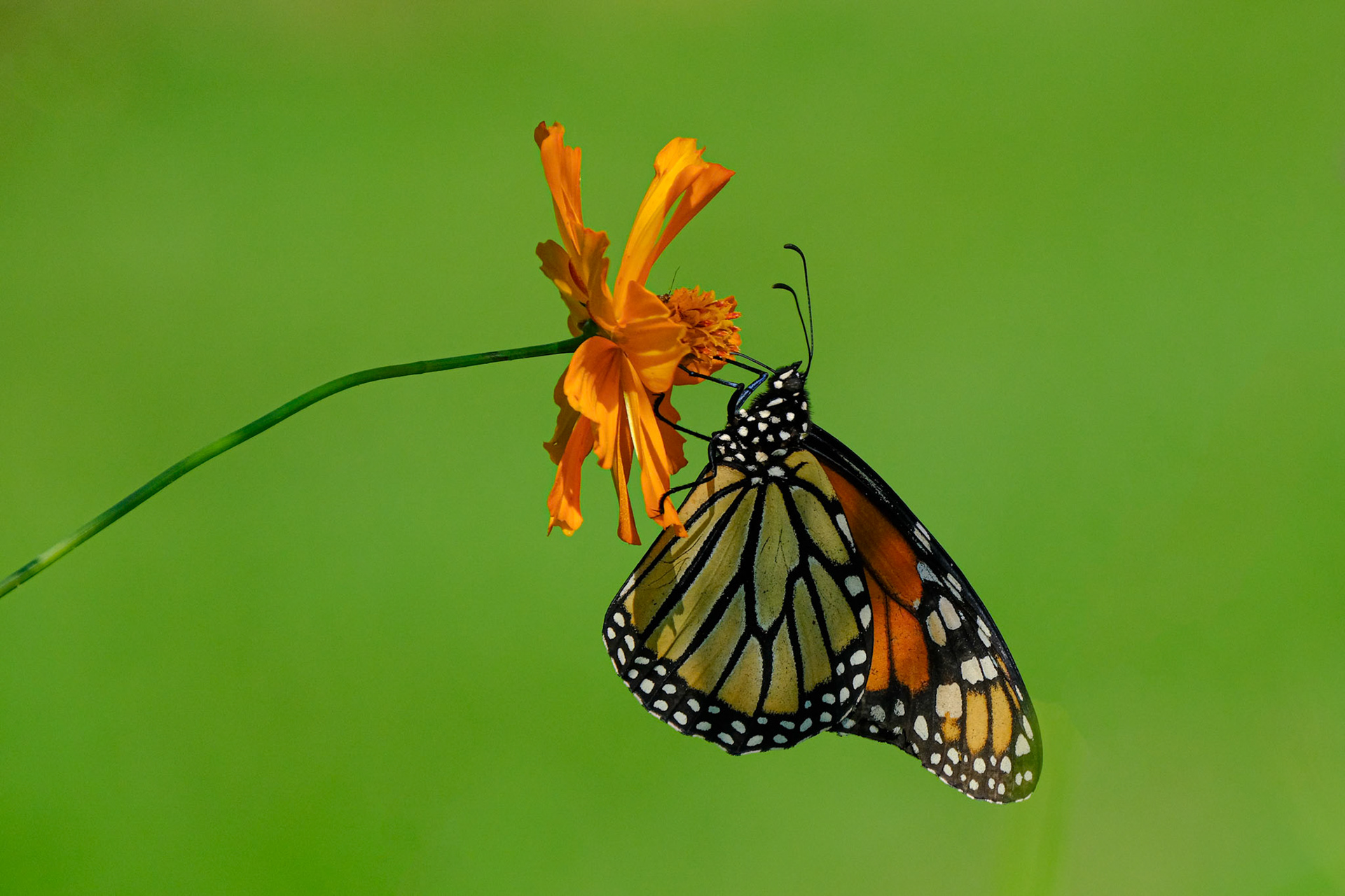 Monarch Butterfly, WV