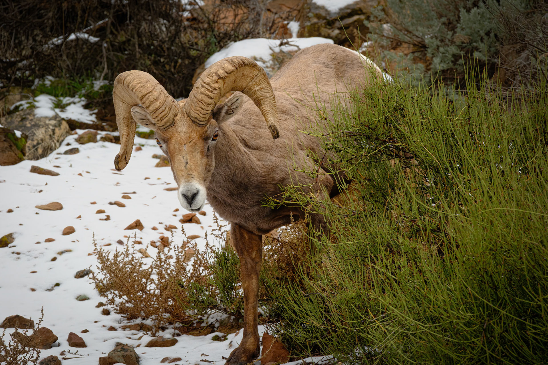 Bighorn Sheep, Colorado National Monument
