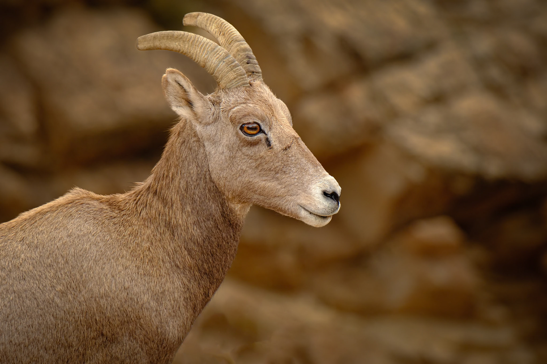 Bighorn Sheep, Colorado National Monument