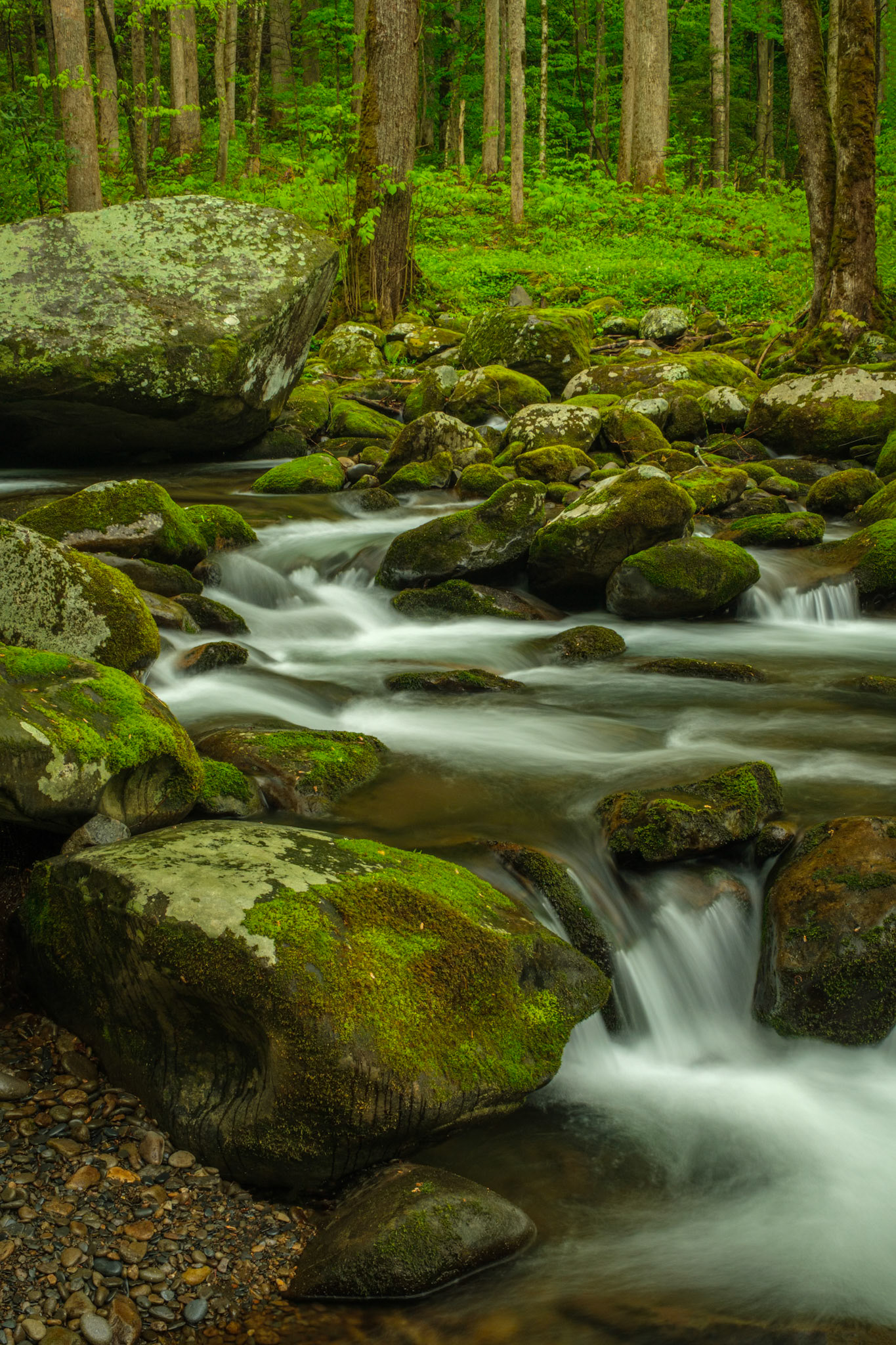 Smoky Mountains National Park, TN