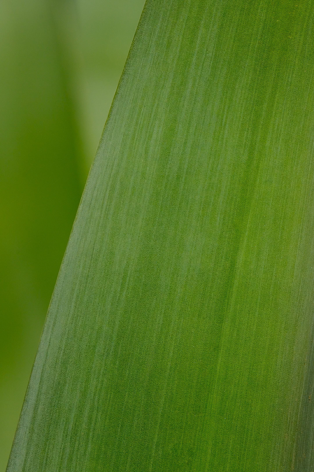 Phoenix, AZPhoenix, AZ