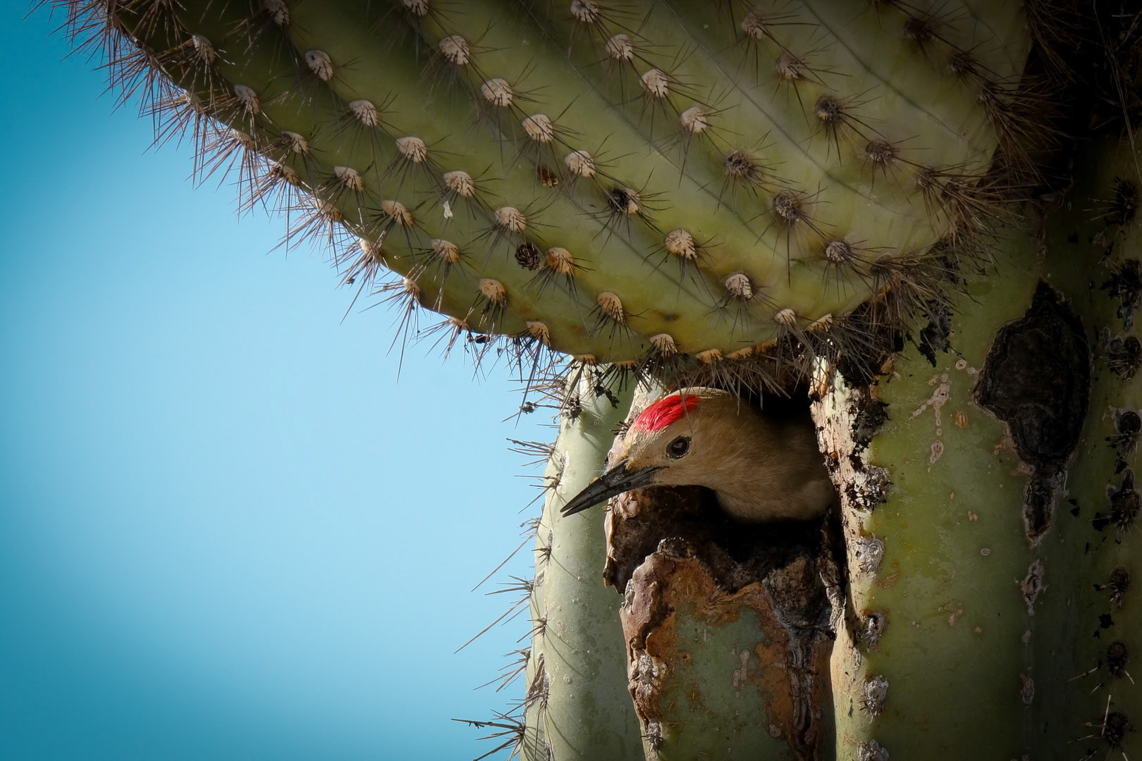 Woodpecker Saguaro Cactus Tucson, AZ