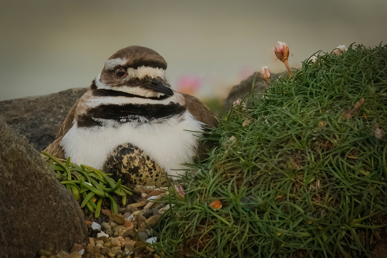 Killdeer on Nest Yachats, OR