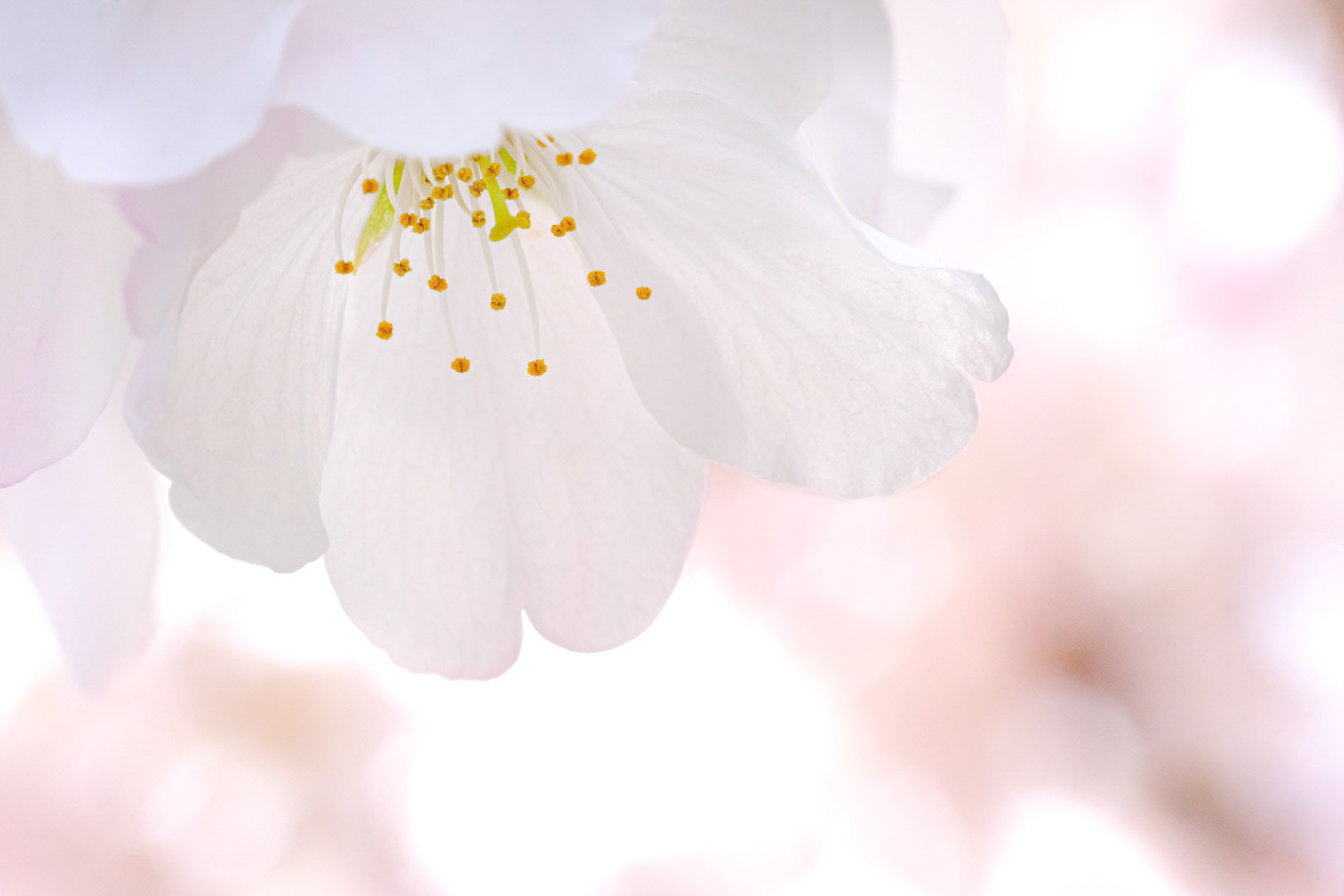 Cherry Blossom, West Virginia