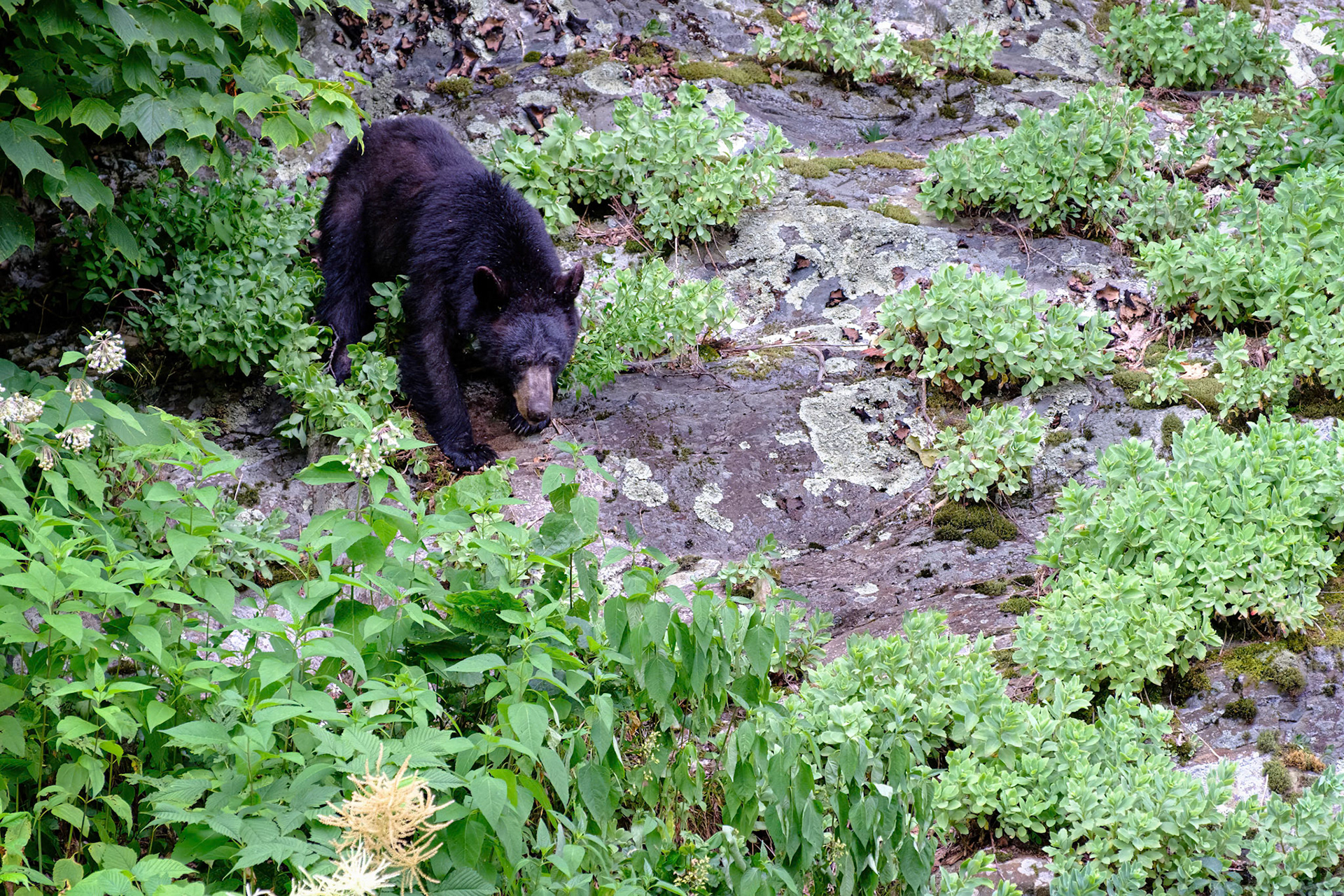 Black Bear Shenandoah NP