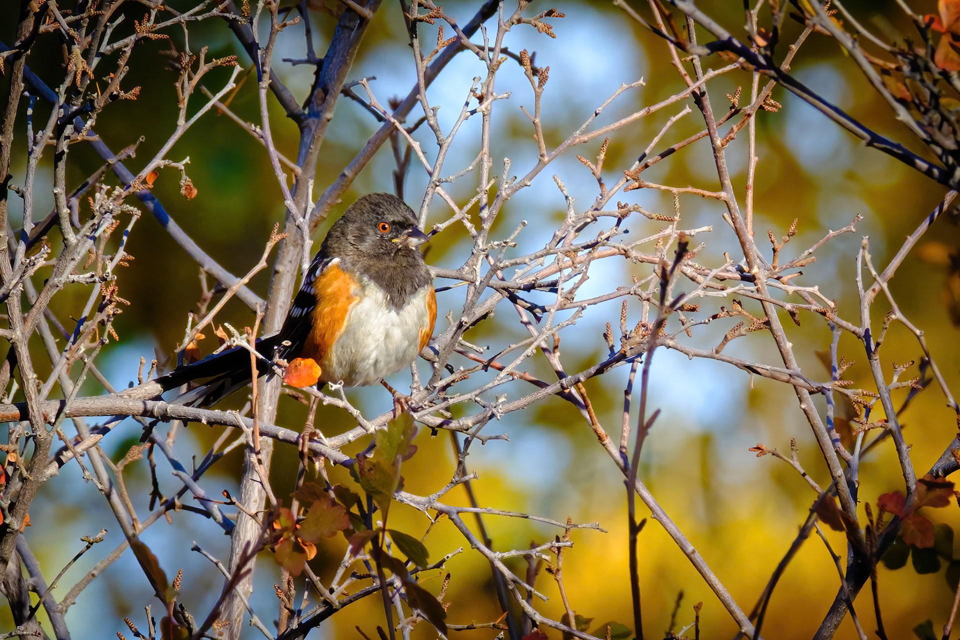 Spotted Towhee, Grand Junction, CO