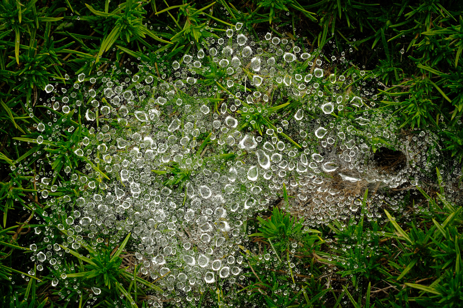 Spider Web, Shenandoah NP, VA