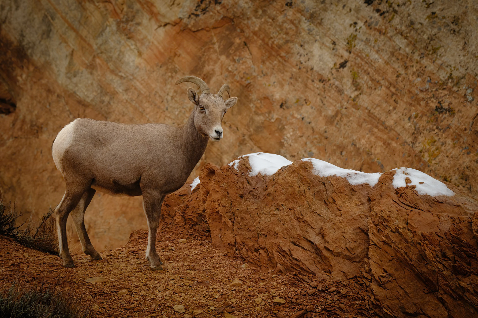 Bighorn Sheep, Colorado National Monument