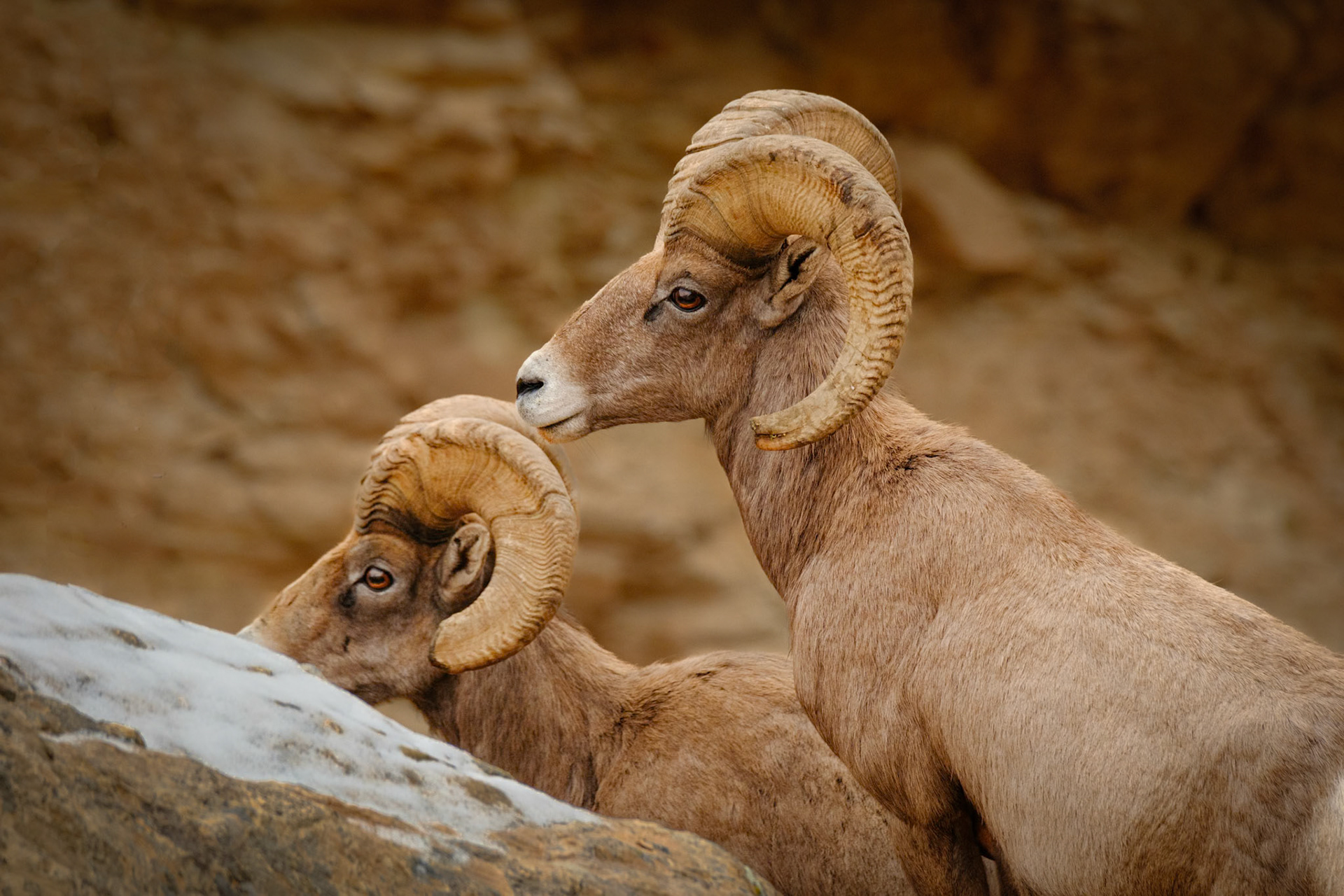 Bighorn Sheep, Colorado National Monument