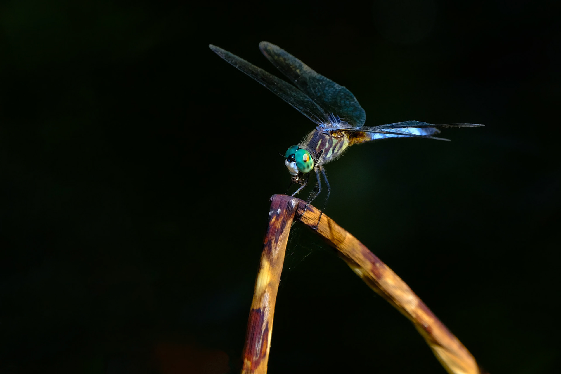 Dragon Fly, WV