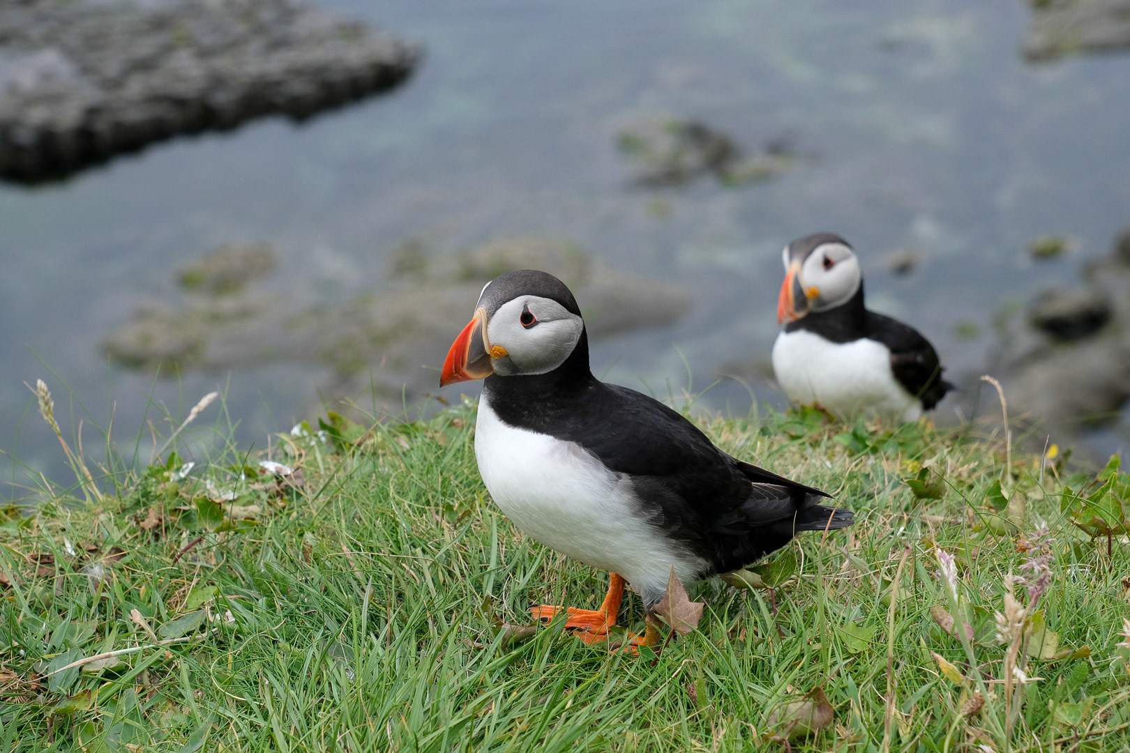 Puffins Staffa Scotland