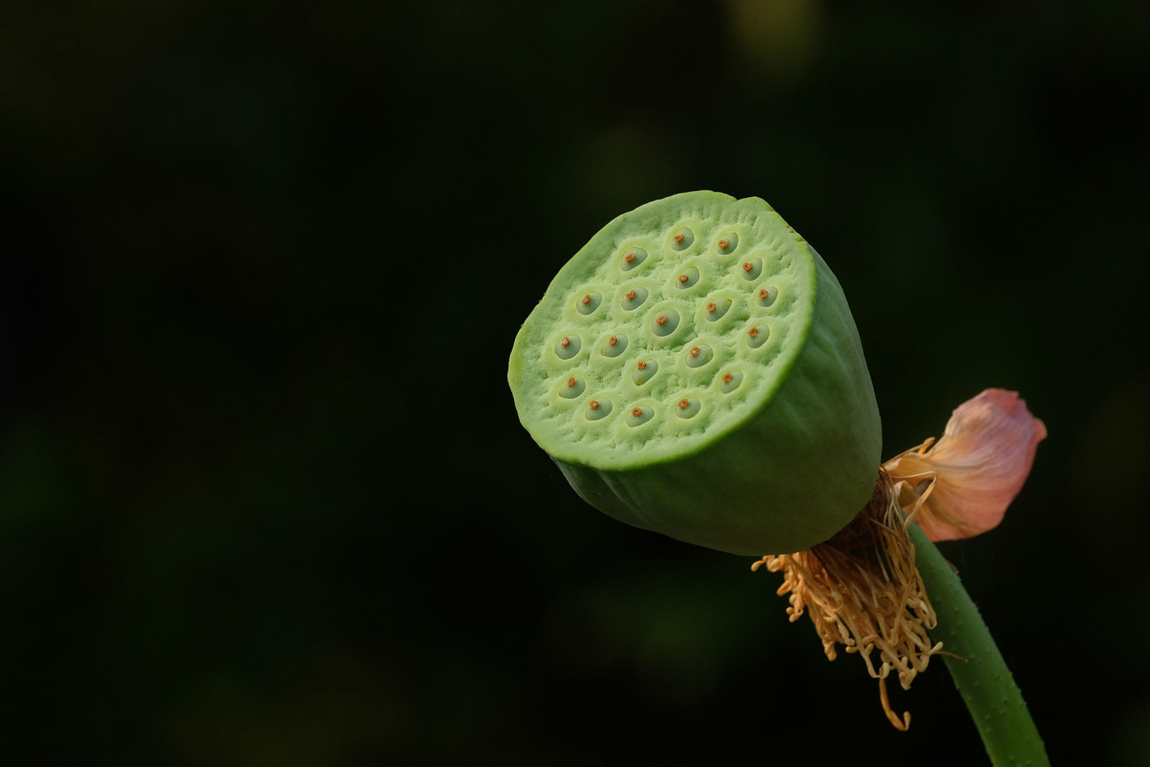 Chinese Garden, Portland, OR