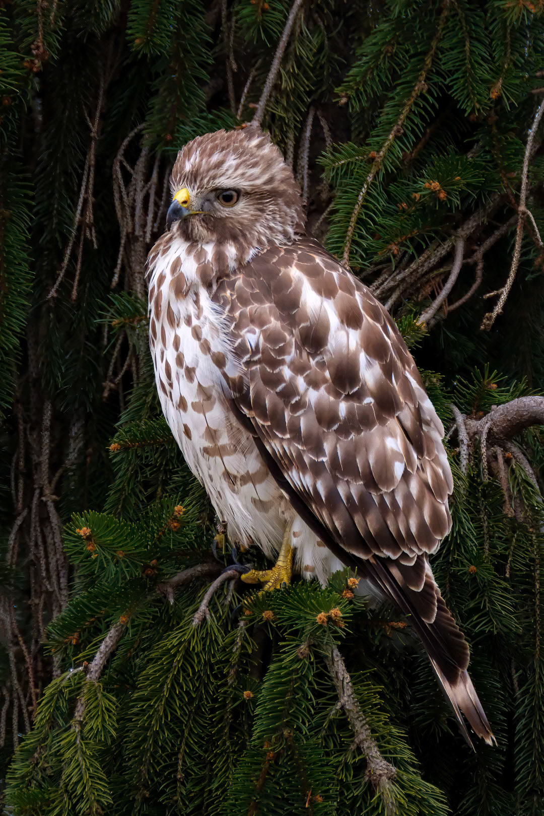 Juvenile Red-Shouldered Hawk, WV