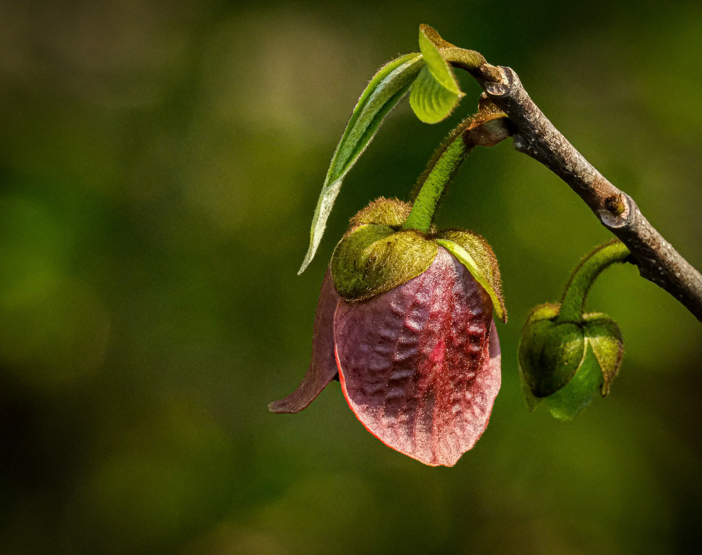 Pawpaw Tree Blossom, WV