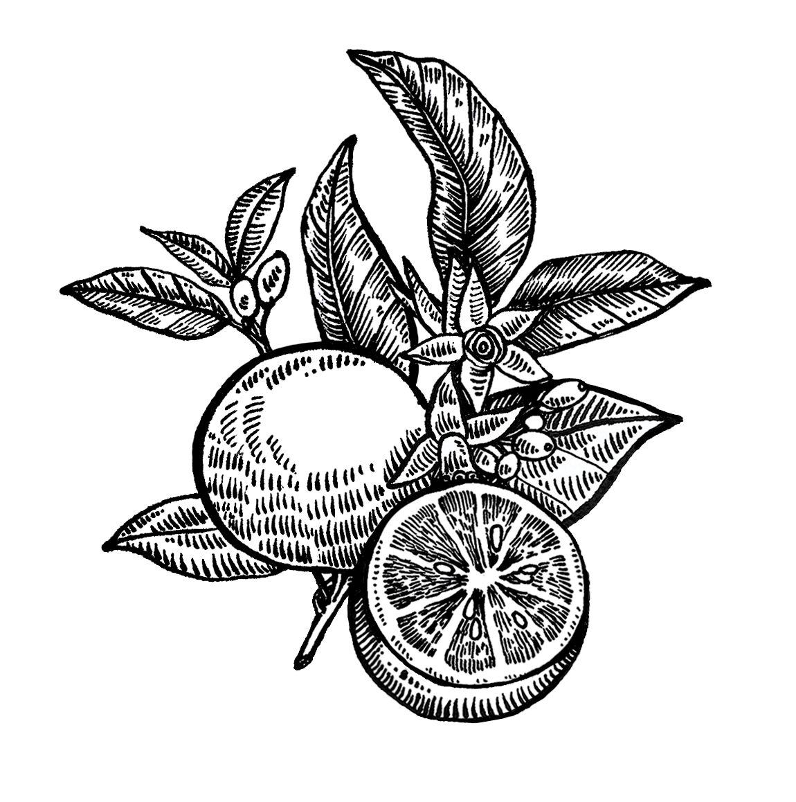 option 1- oranges (thicker lines, less detail)