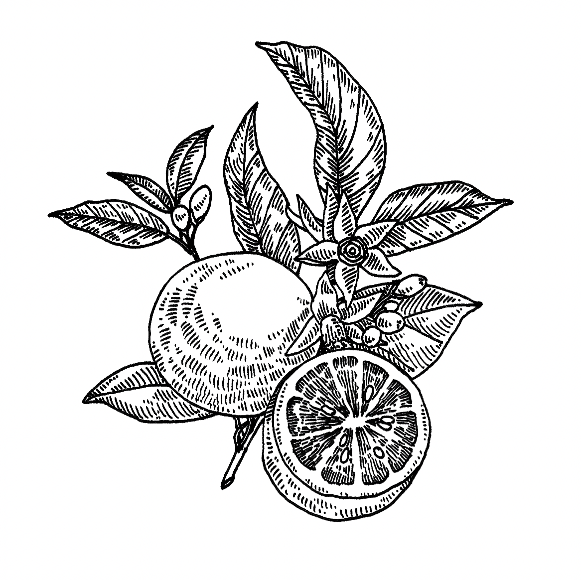 option 1- oranges (thinner lines, more textures and details)