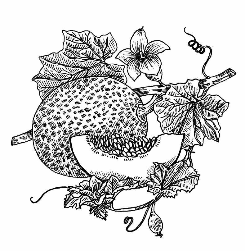 option 2- melons (thinner lines, more textures and details)