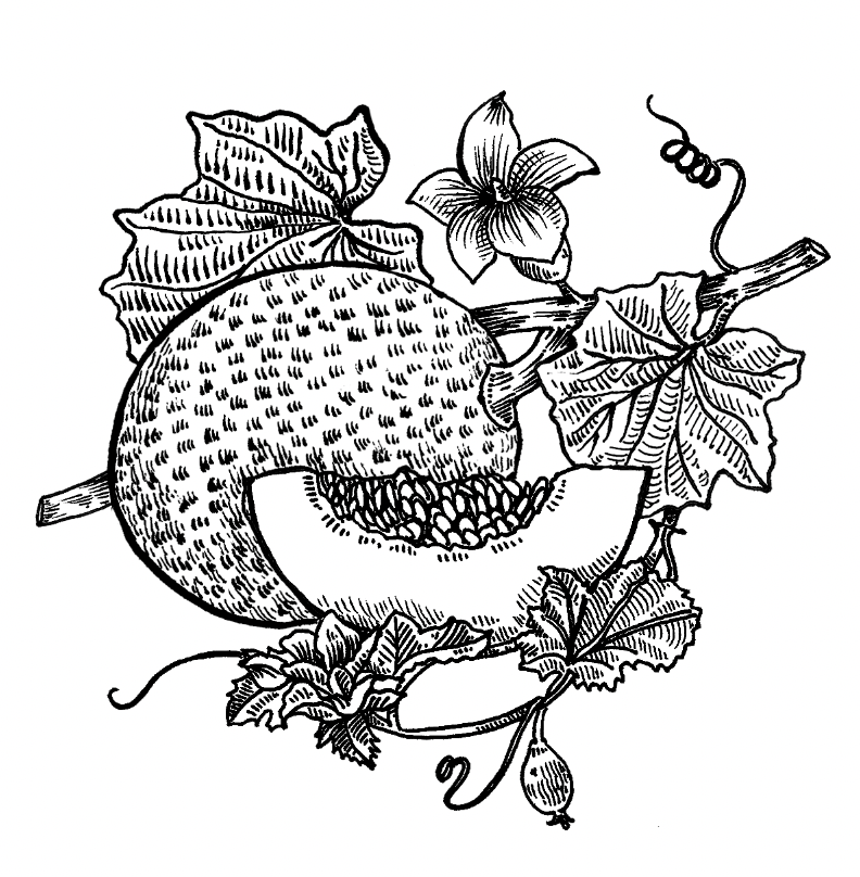 option 1- melons (thicker lines, less detail)