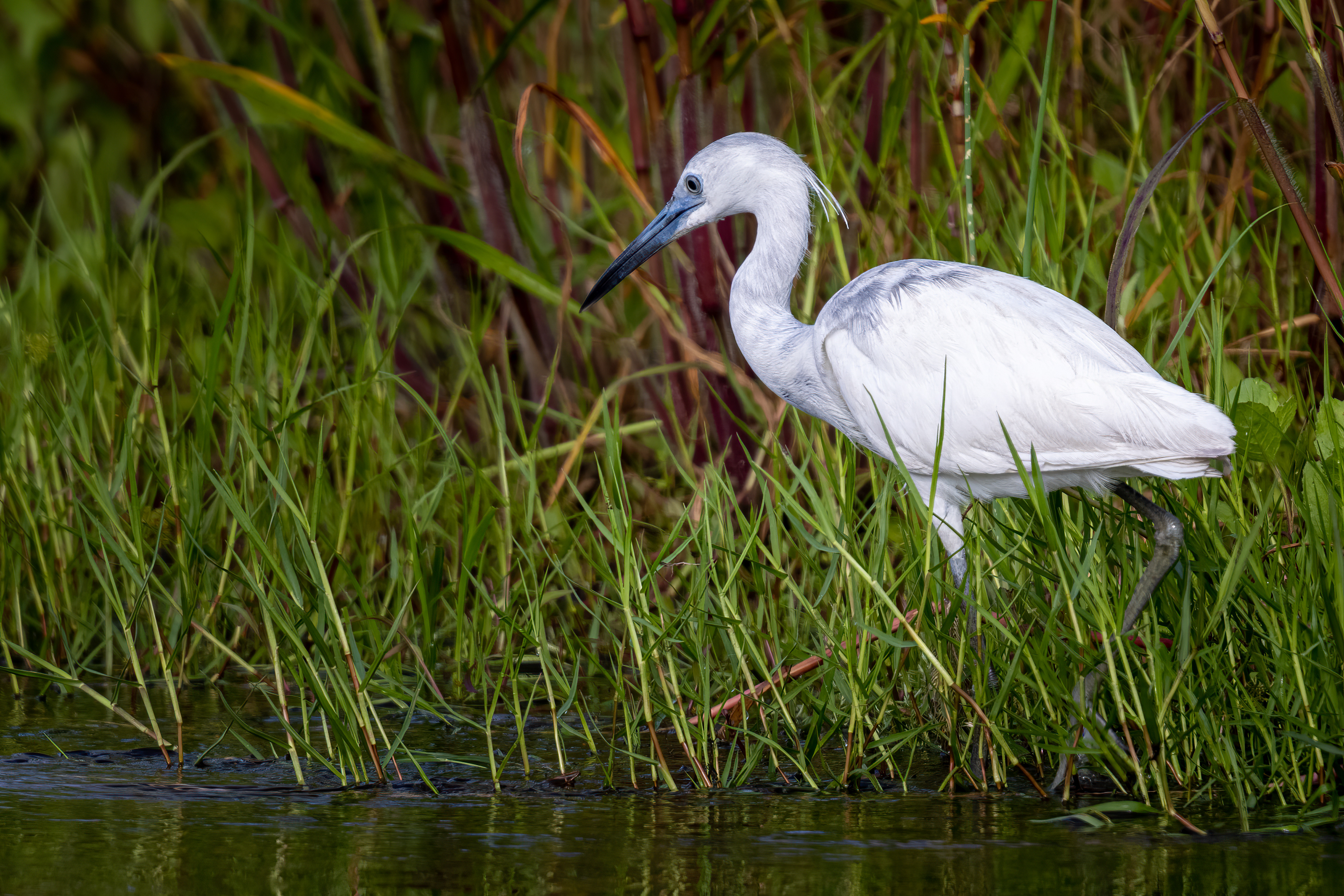 Little Blue Heron (juvenile)