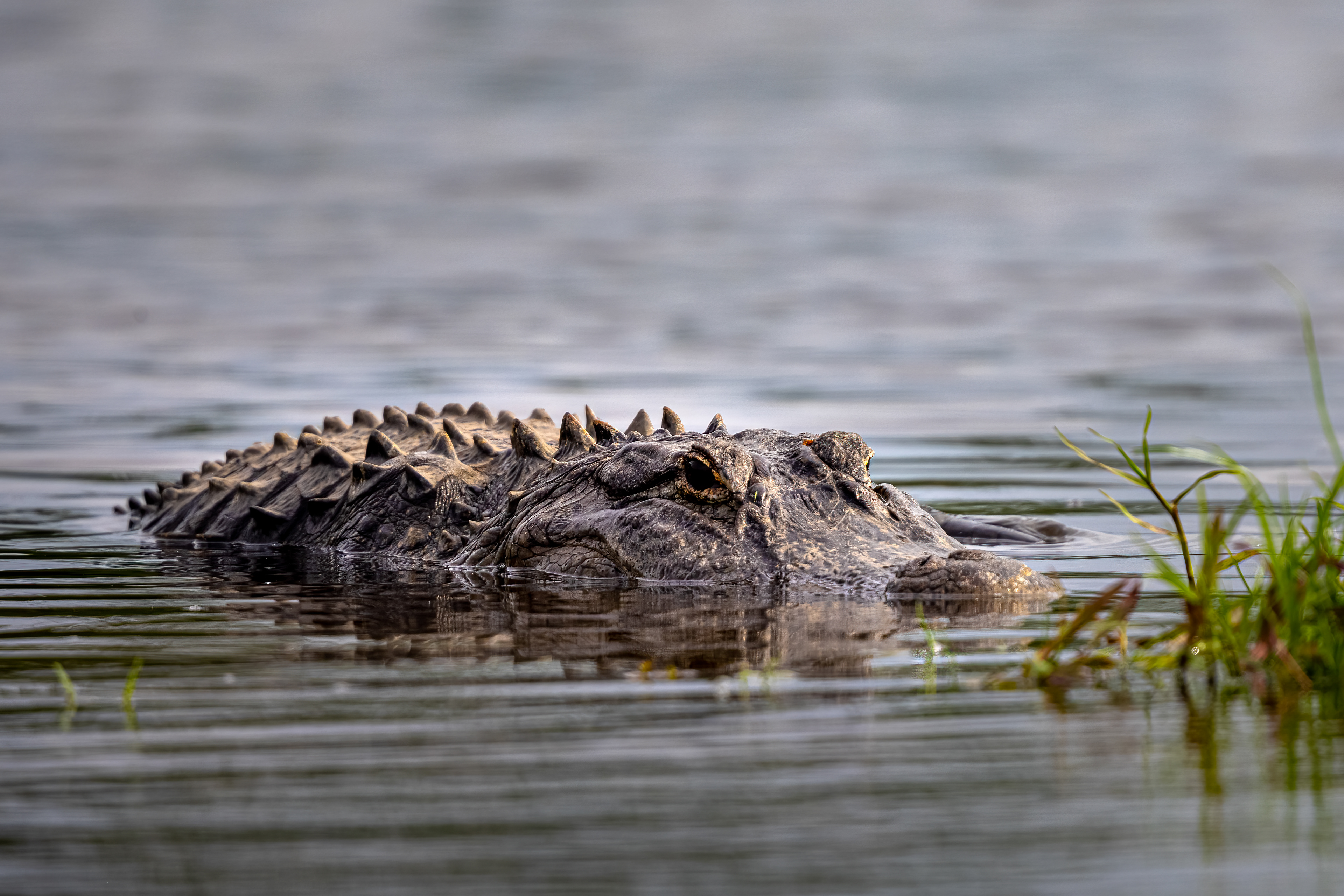 Alligator