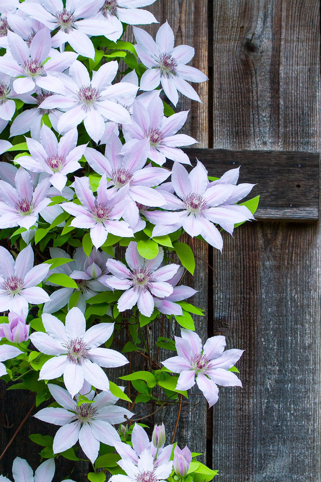 Clematis