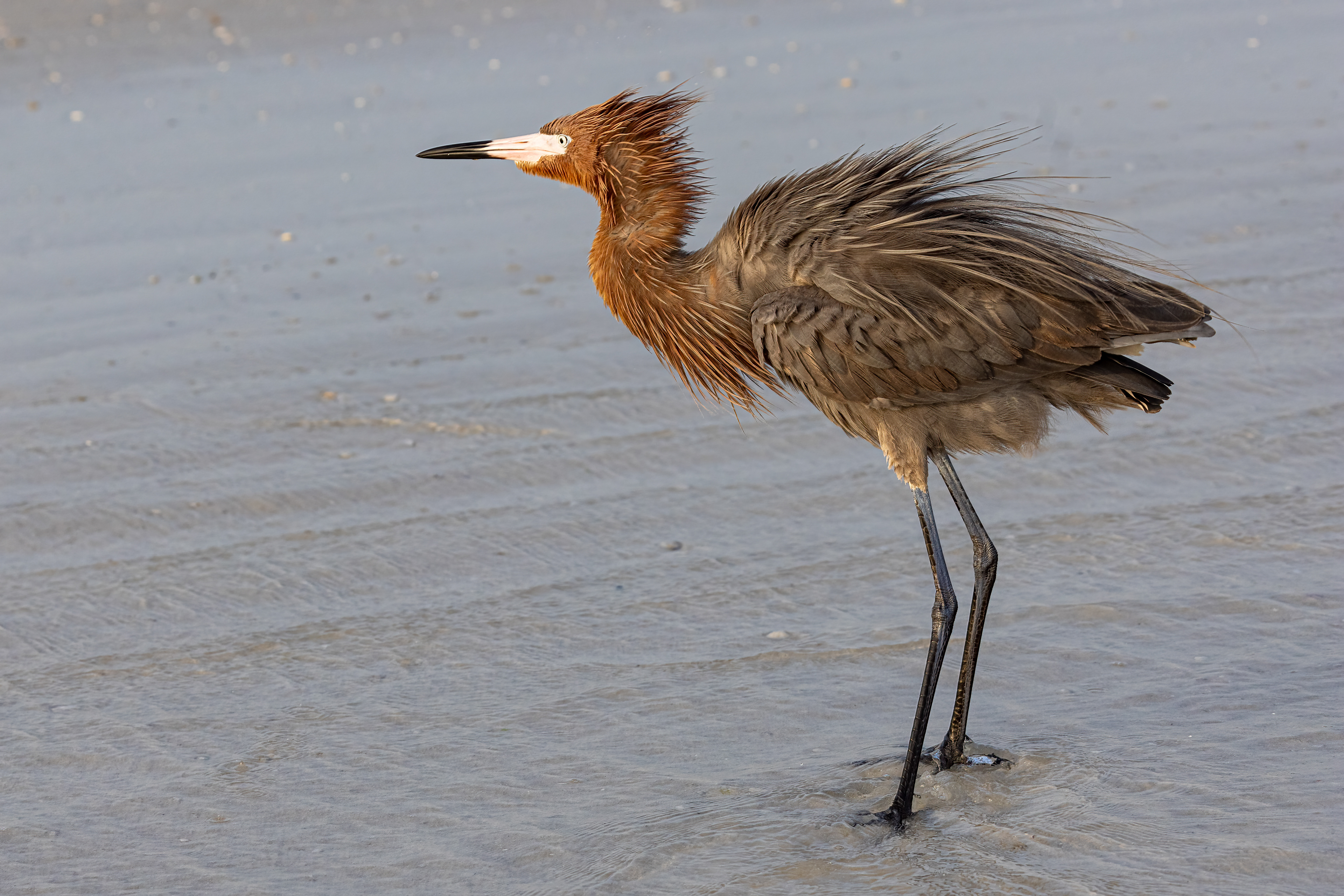 Reddish Egret