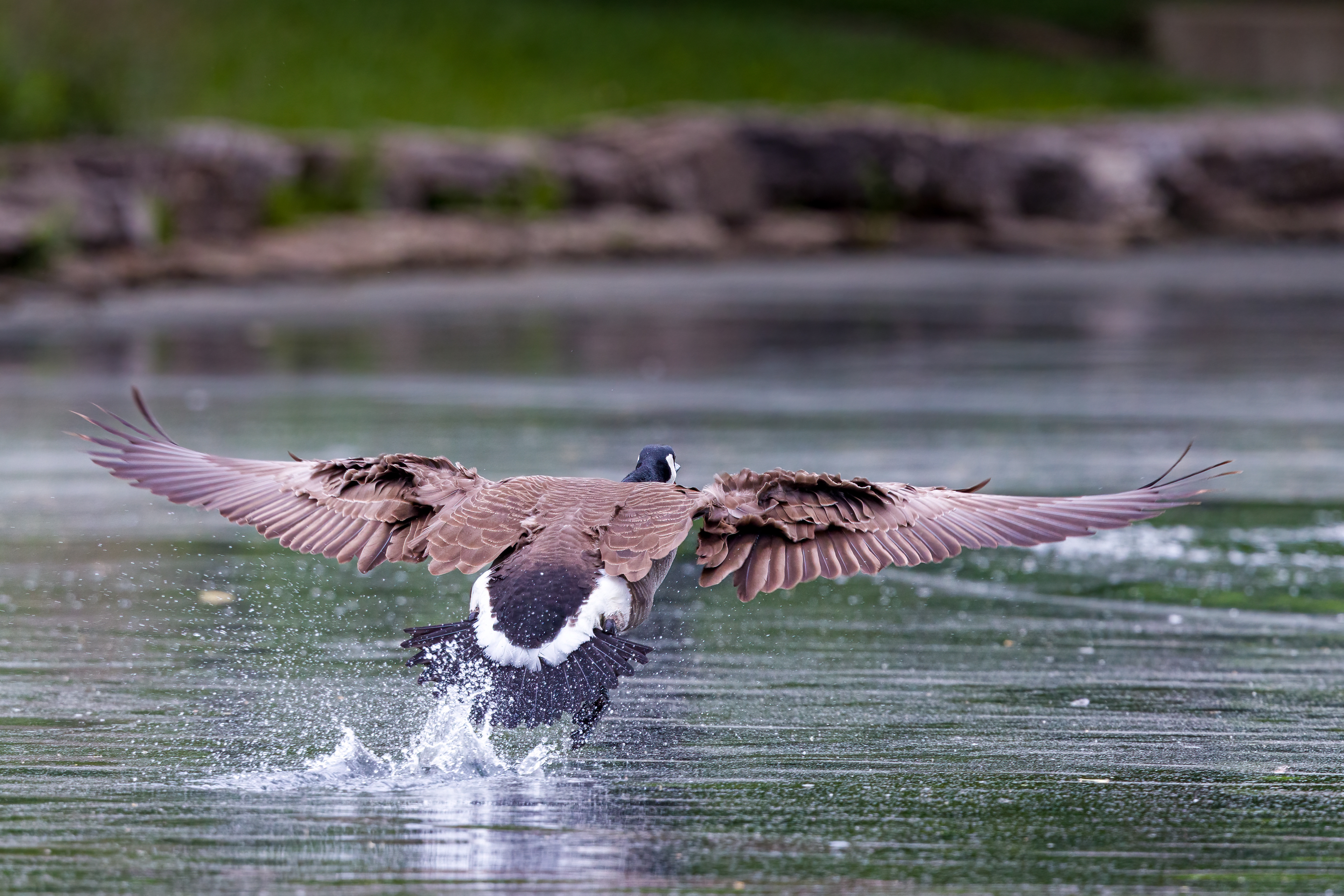 Canada Goose