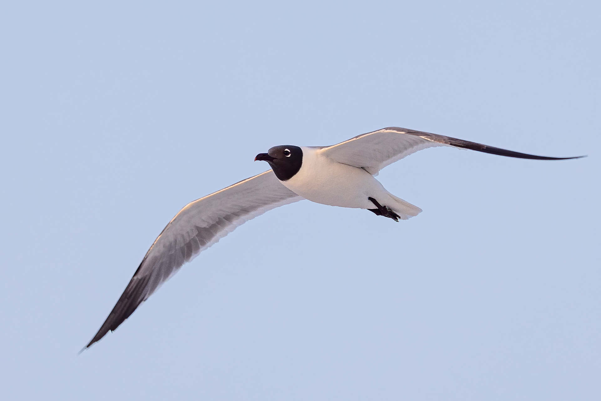 Laughing Gull