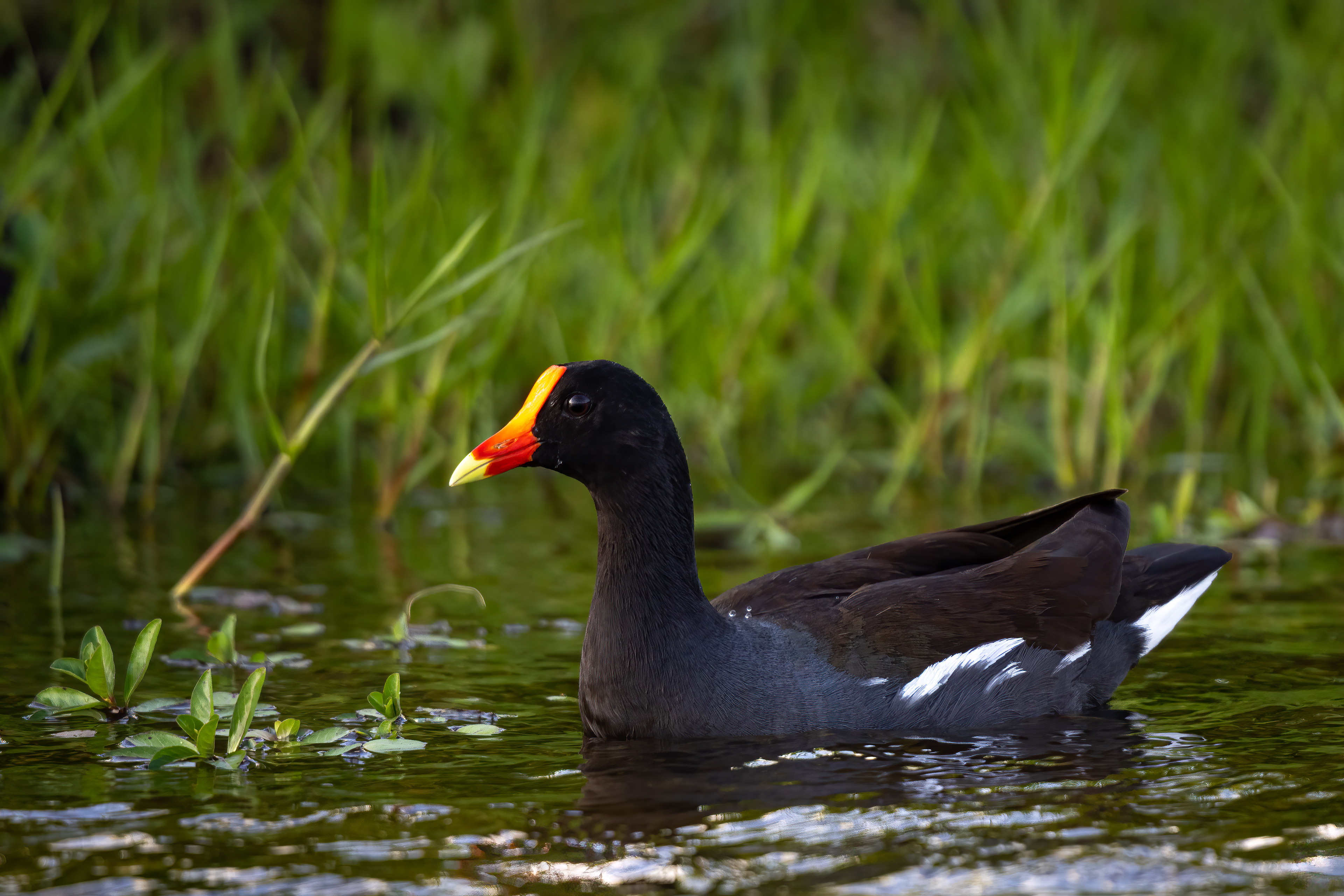 Common Gallinule