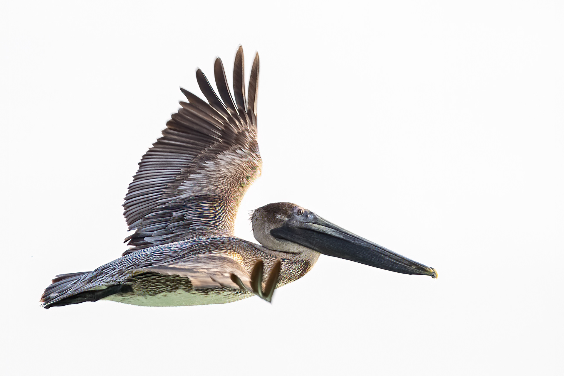 Brown Pelican