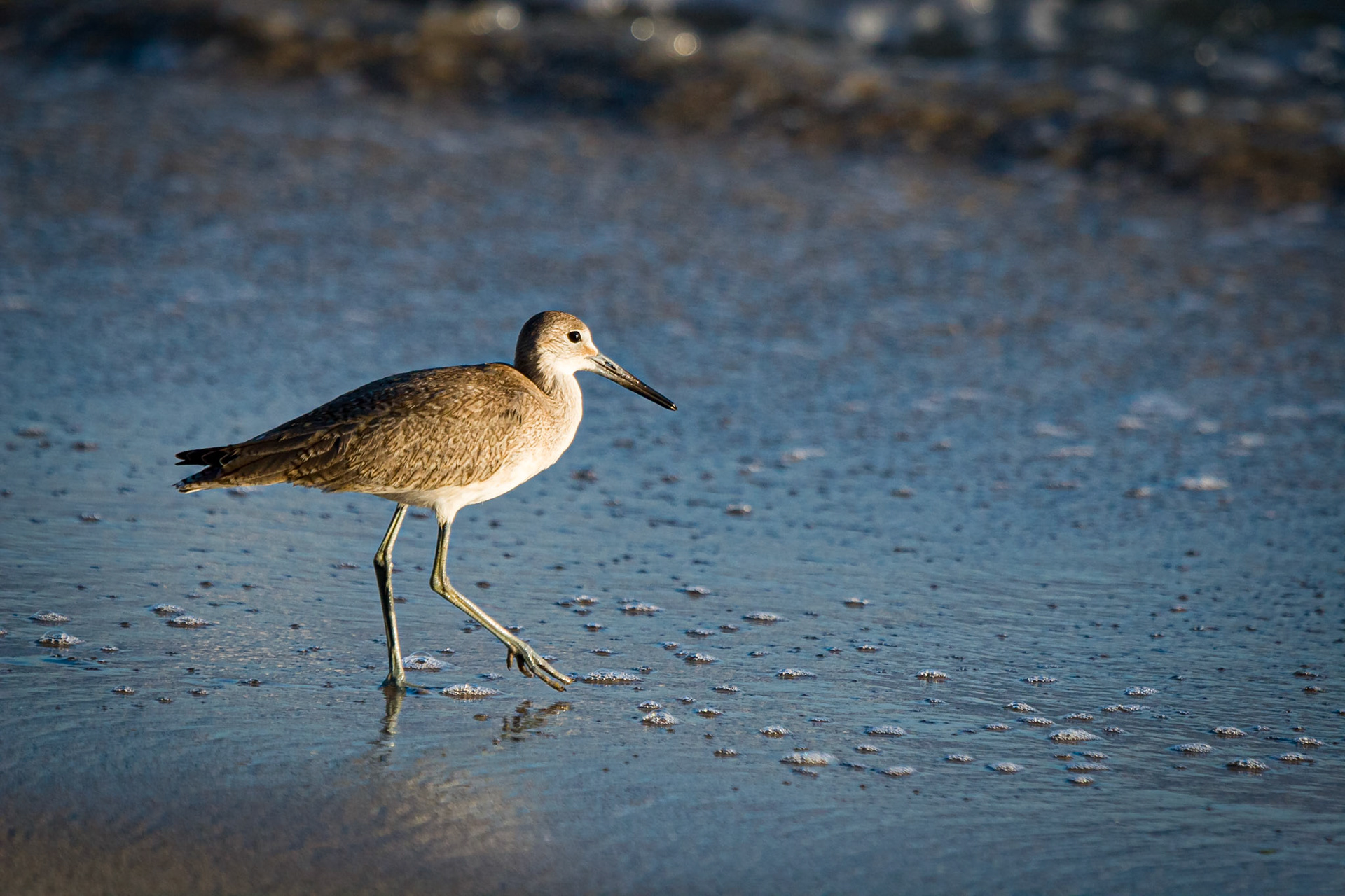 Willet (Catoptrophorus semipalmatus)