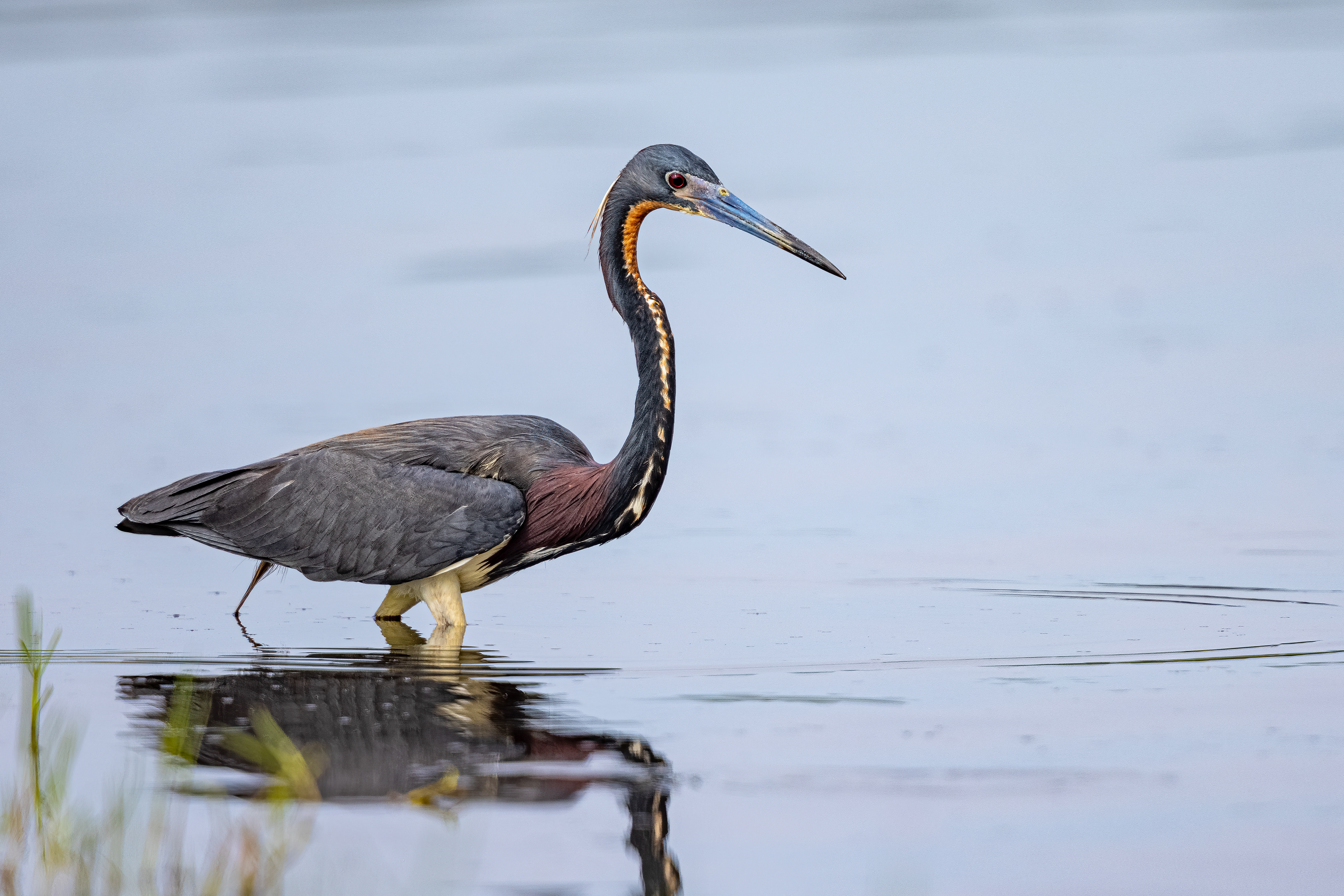Tricolored heron