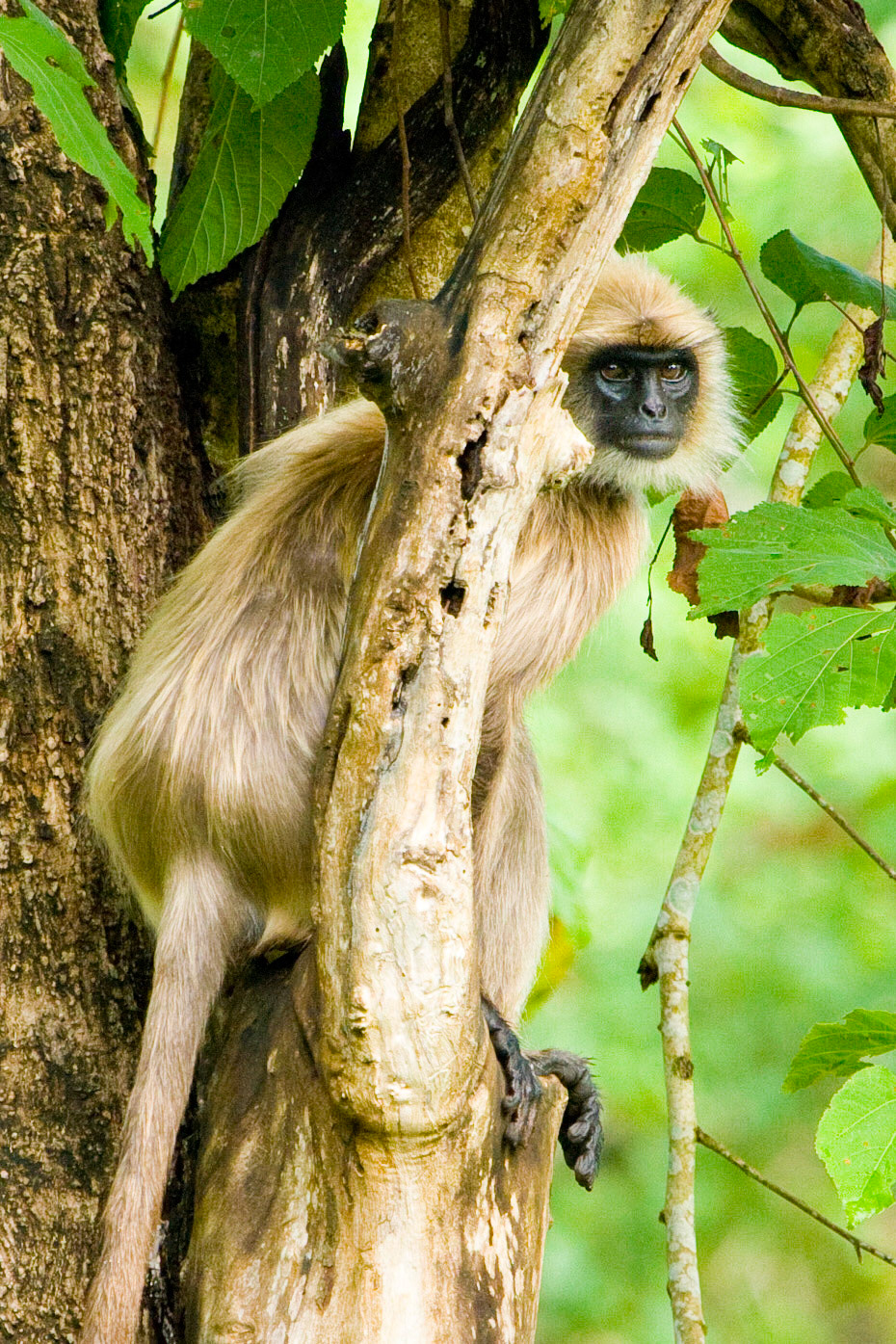 Common Langur monkey