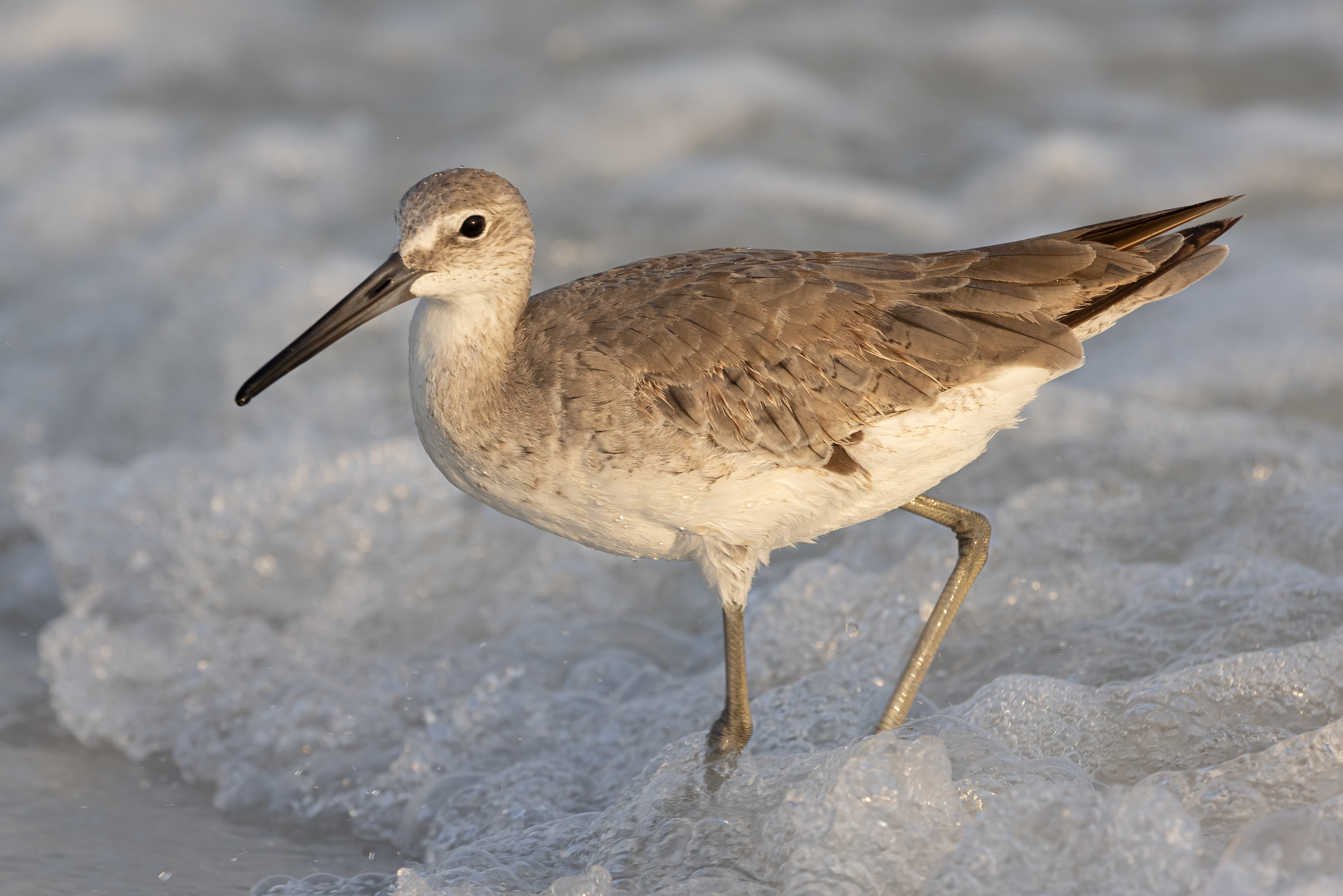 Willet