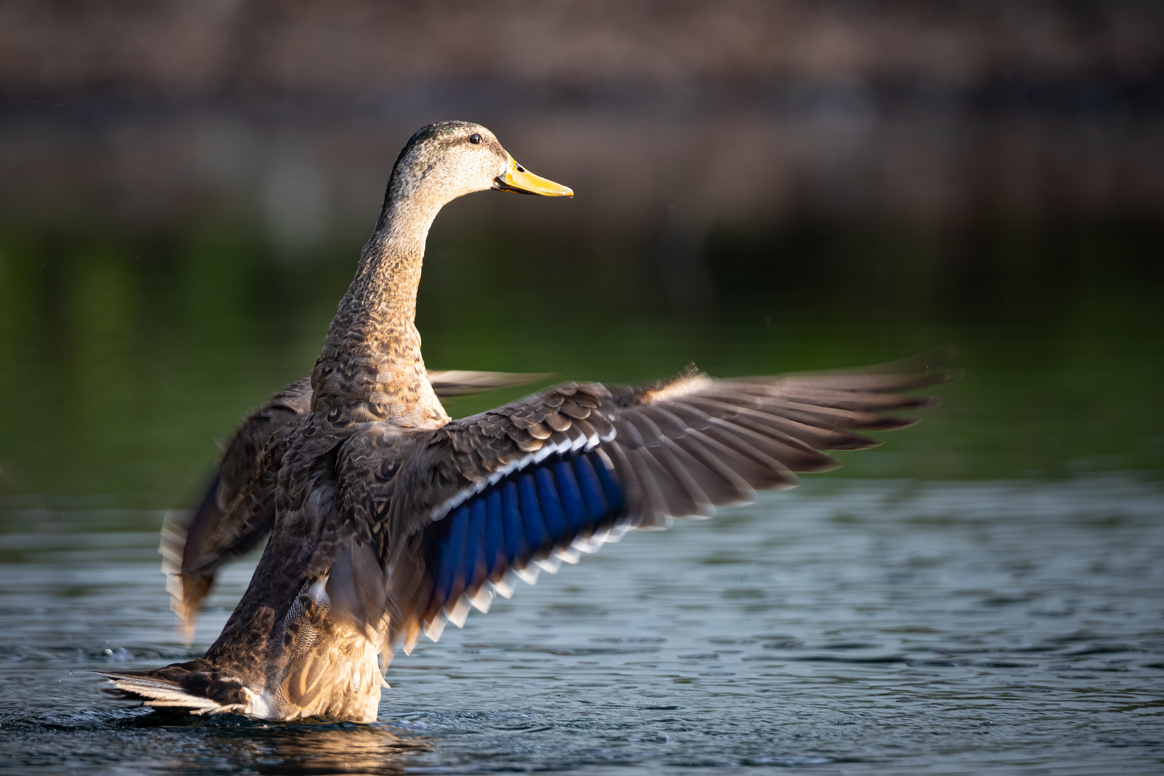 Mottled Duck