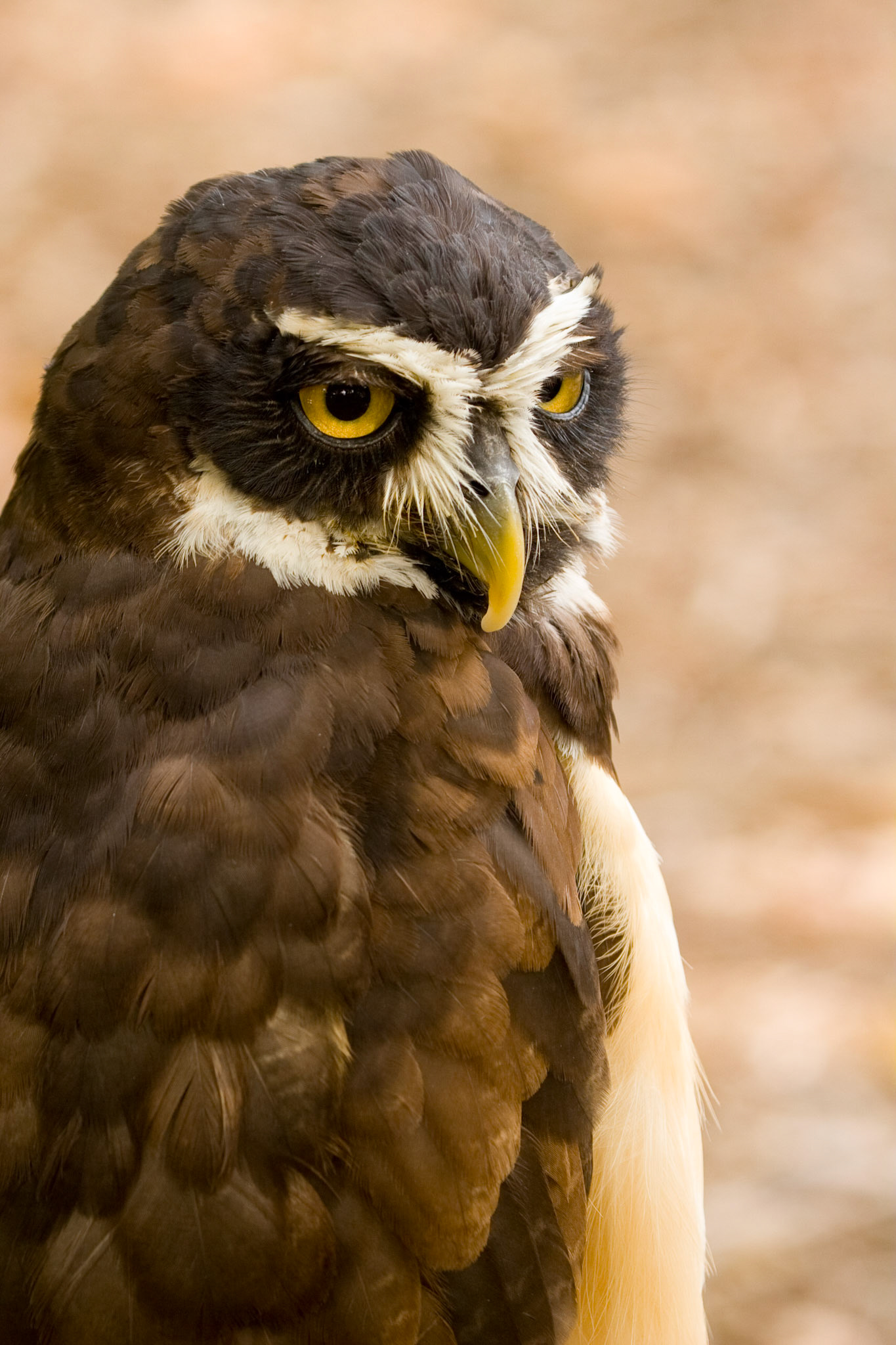 Spectacled Owl (Pulsatrix perspicullata)