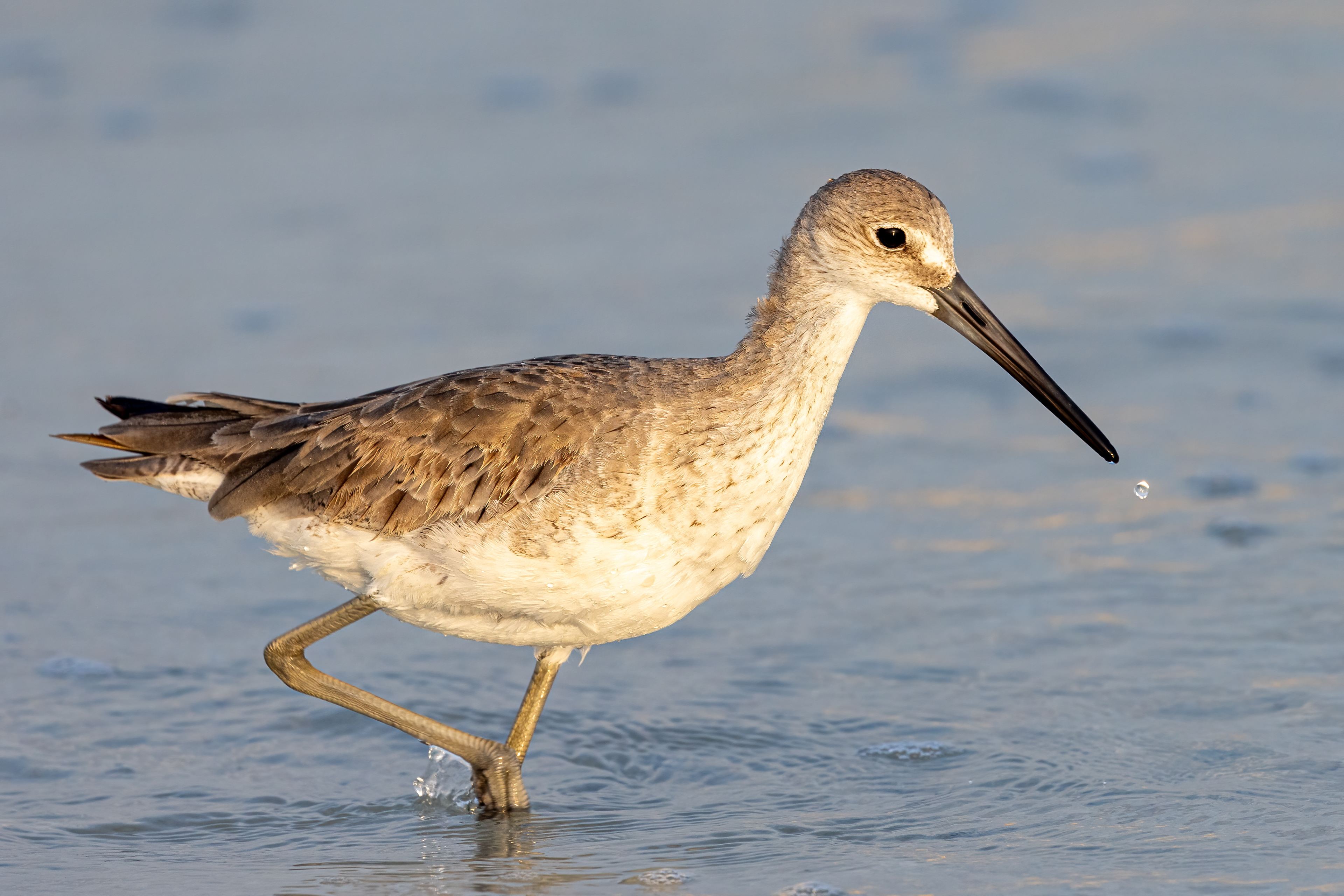 Willet