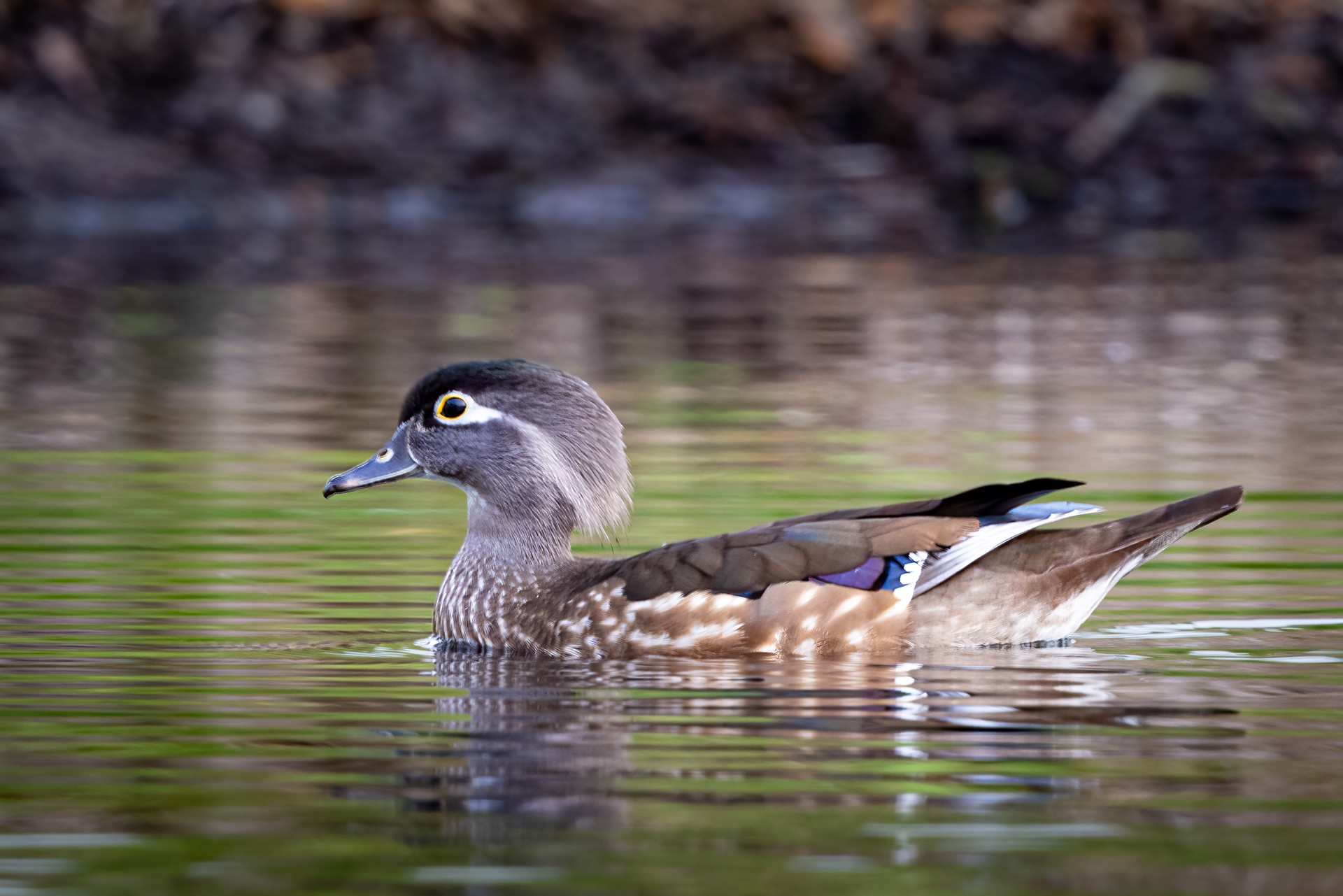Wood Duck