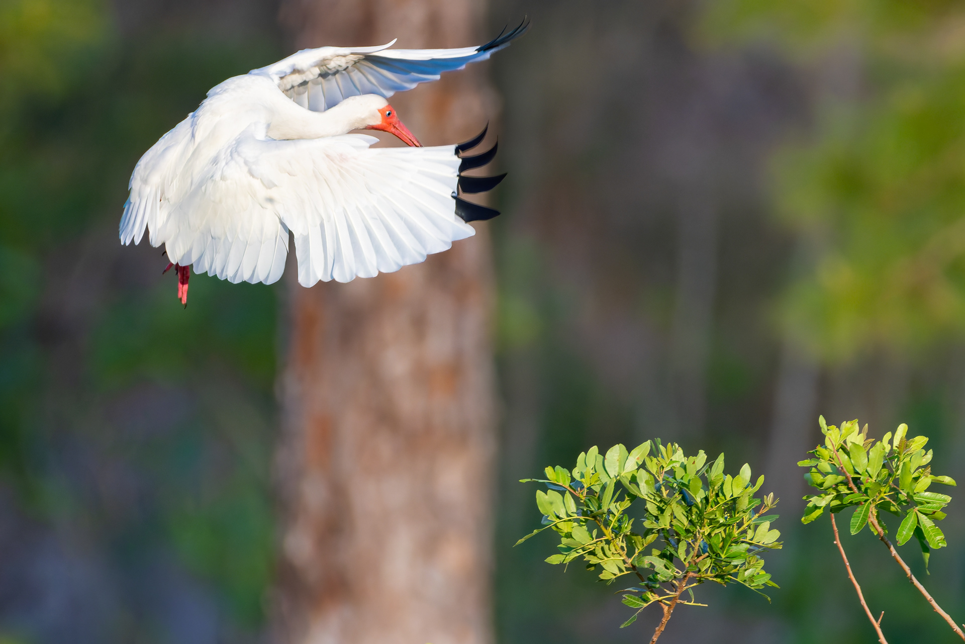 White Ibis