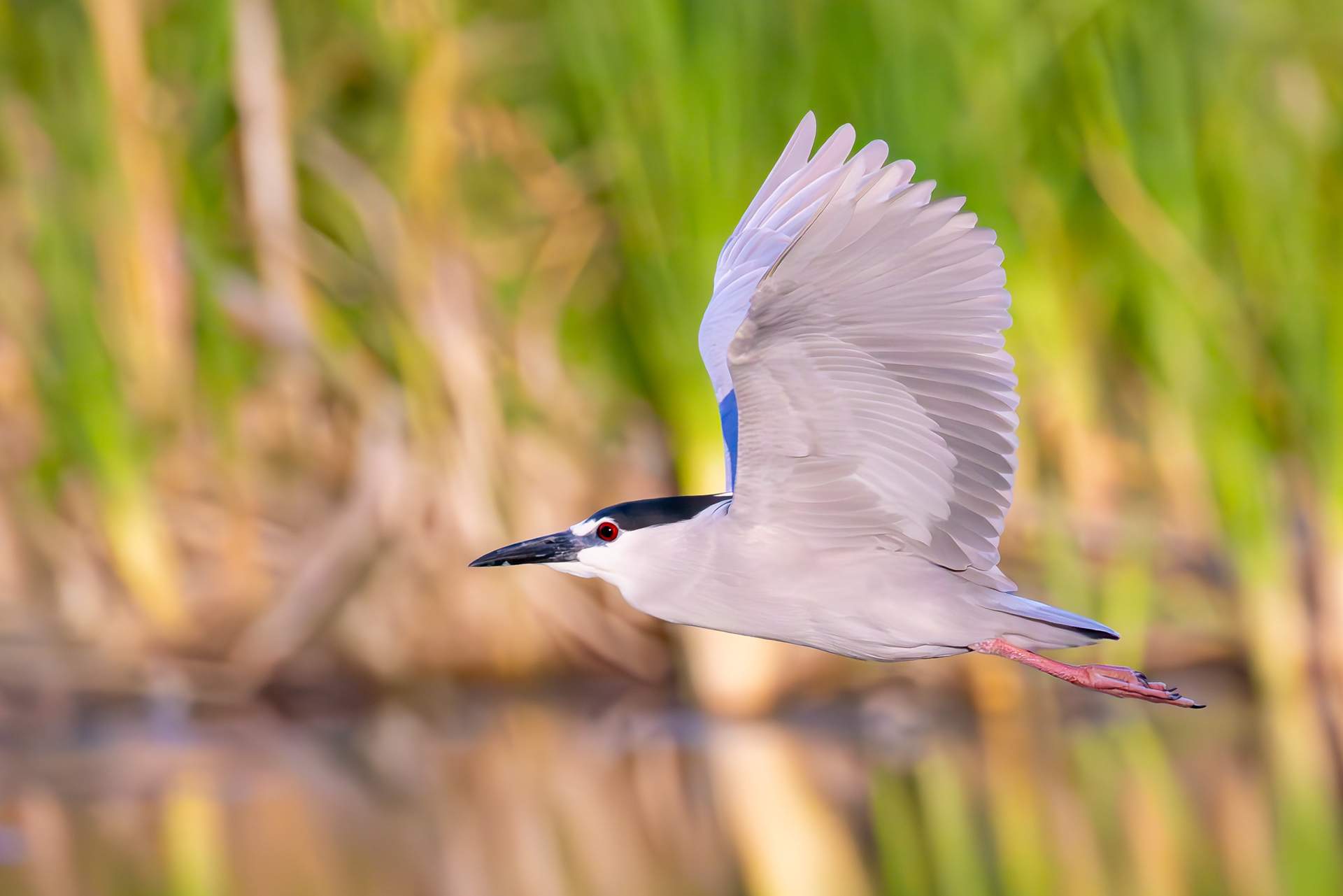 Black-crowned Night Heron