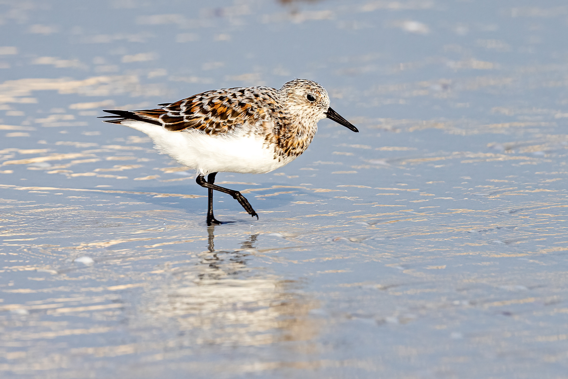 Sanderling