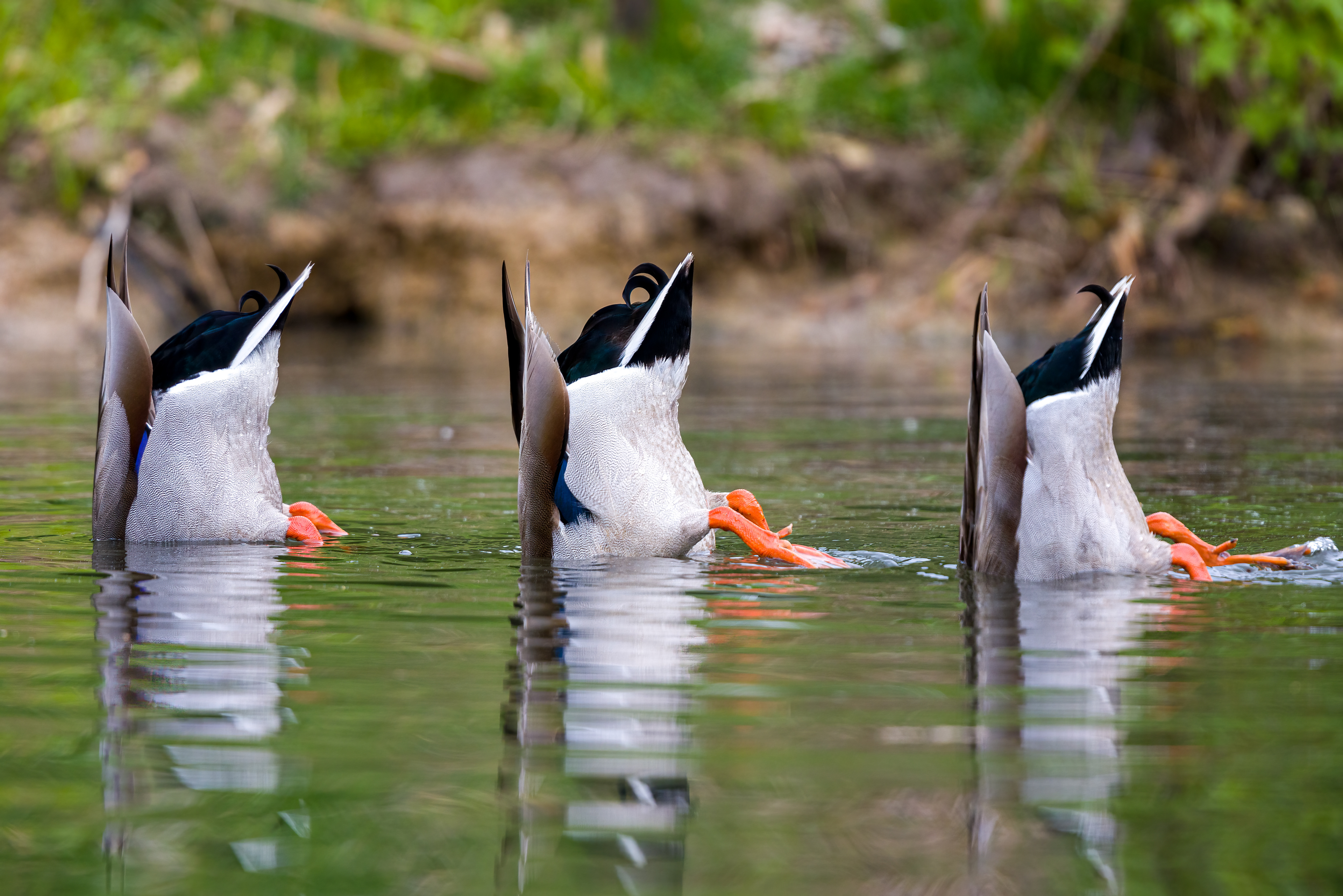 Mallard lunchtime