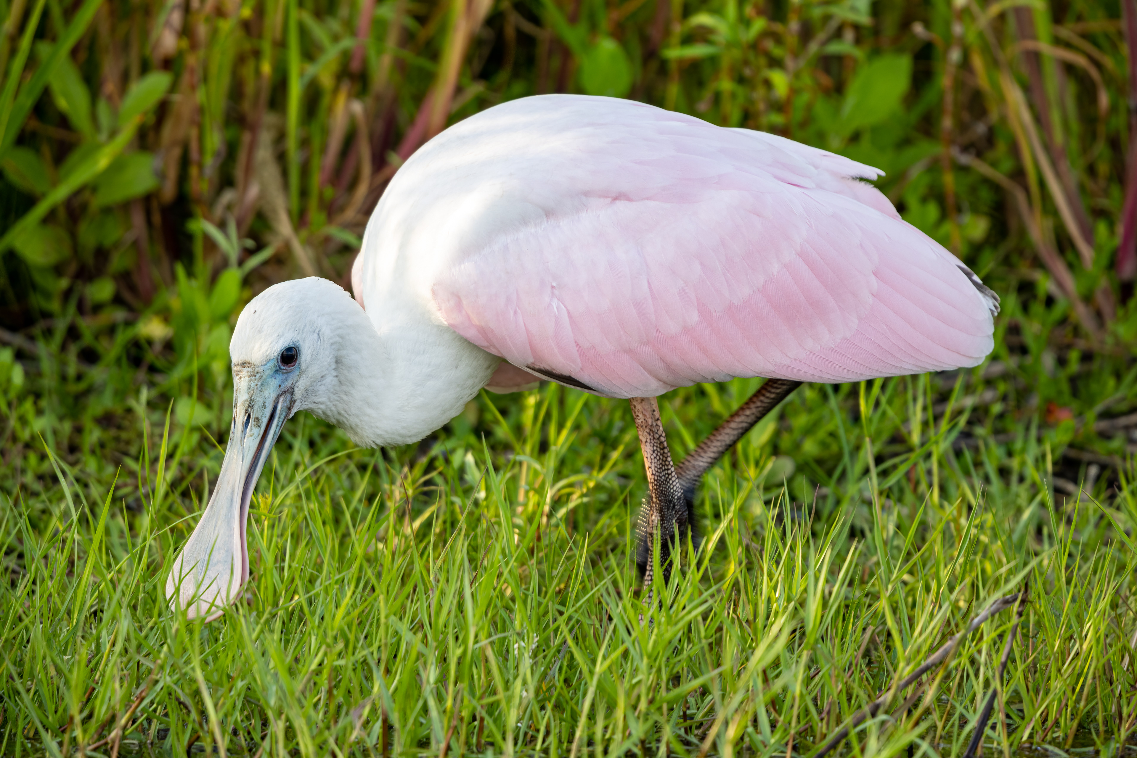 Roseate Spoonbill