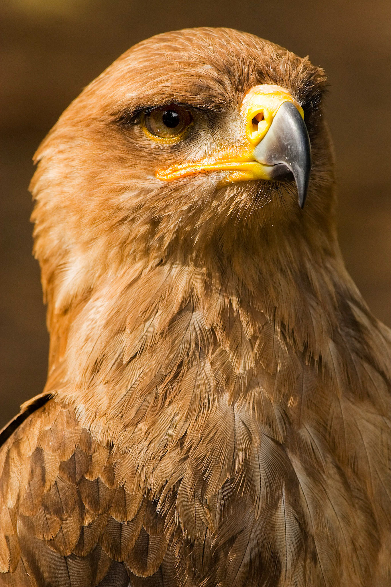 Tawny Eagle