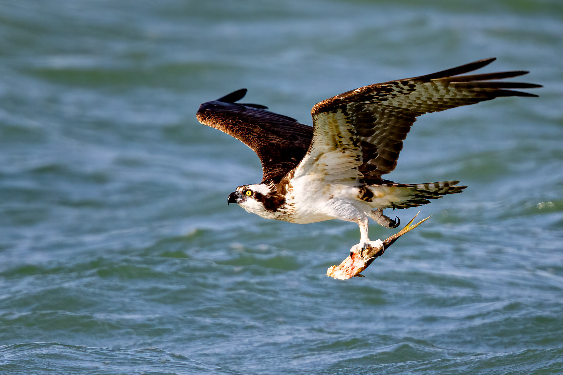 Osprey