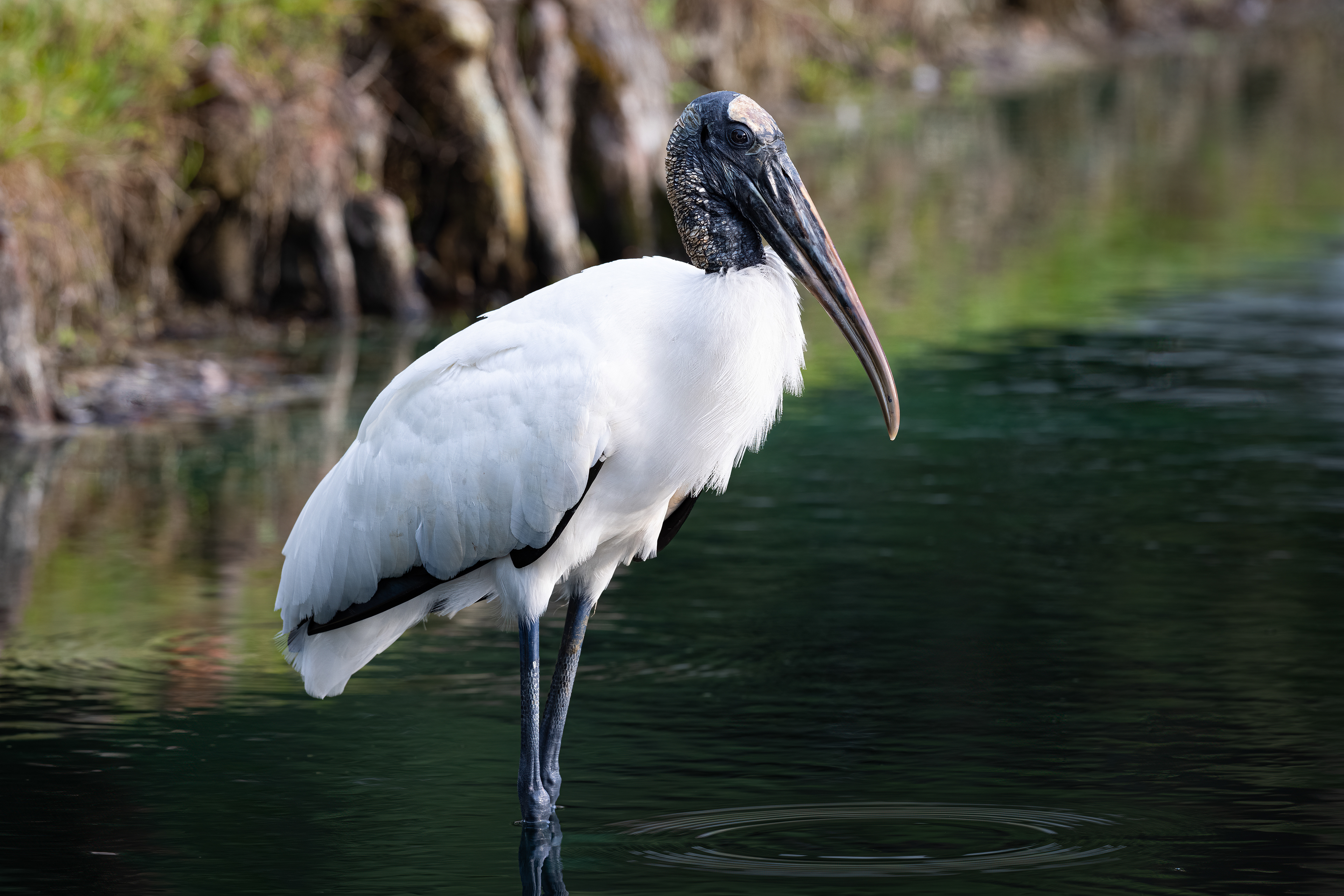 Wood Stork