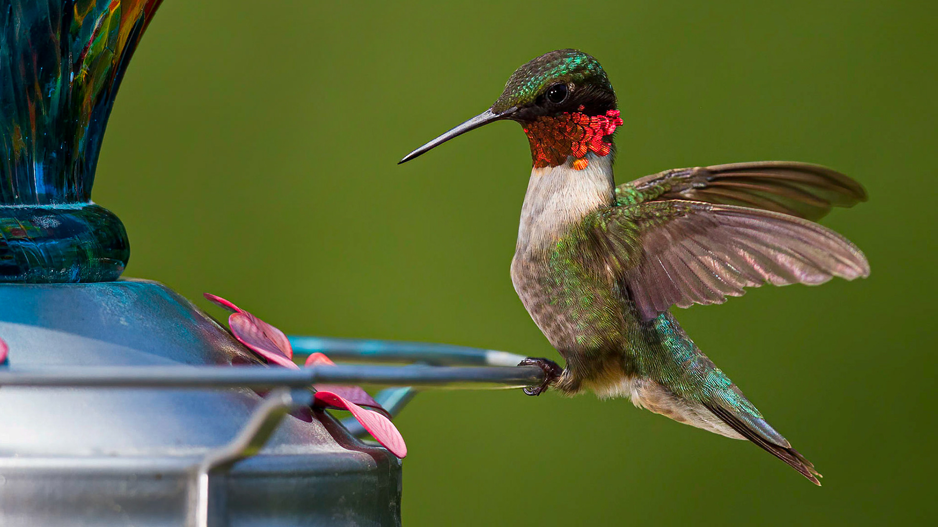 Ruby-throated Hummingbird