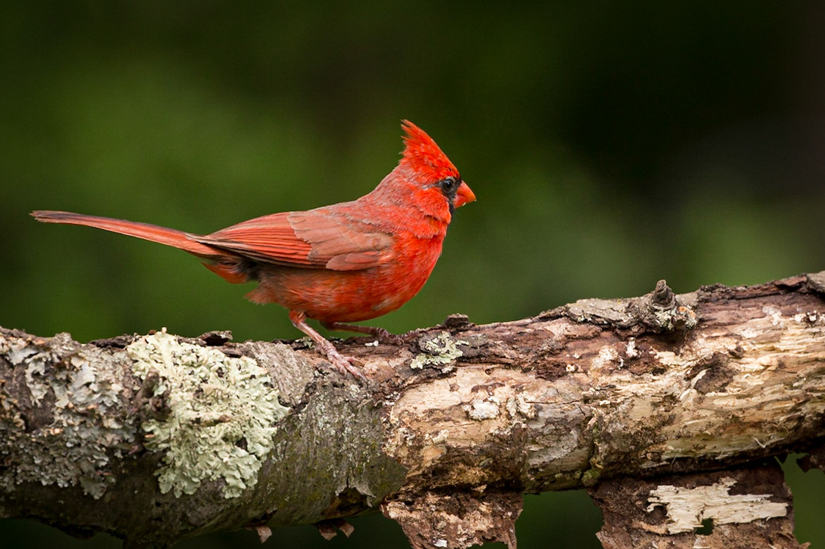 Northern Cardinal