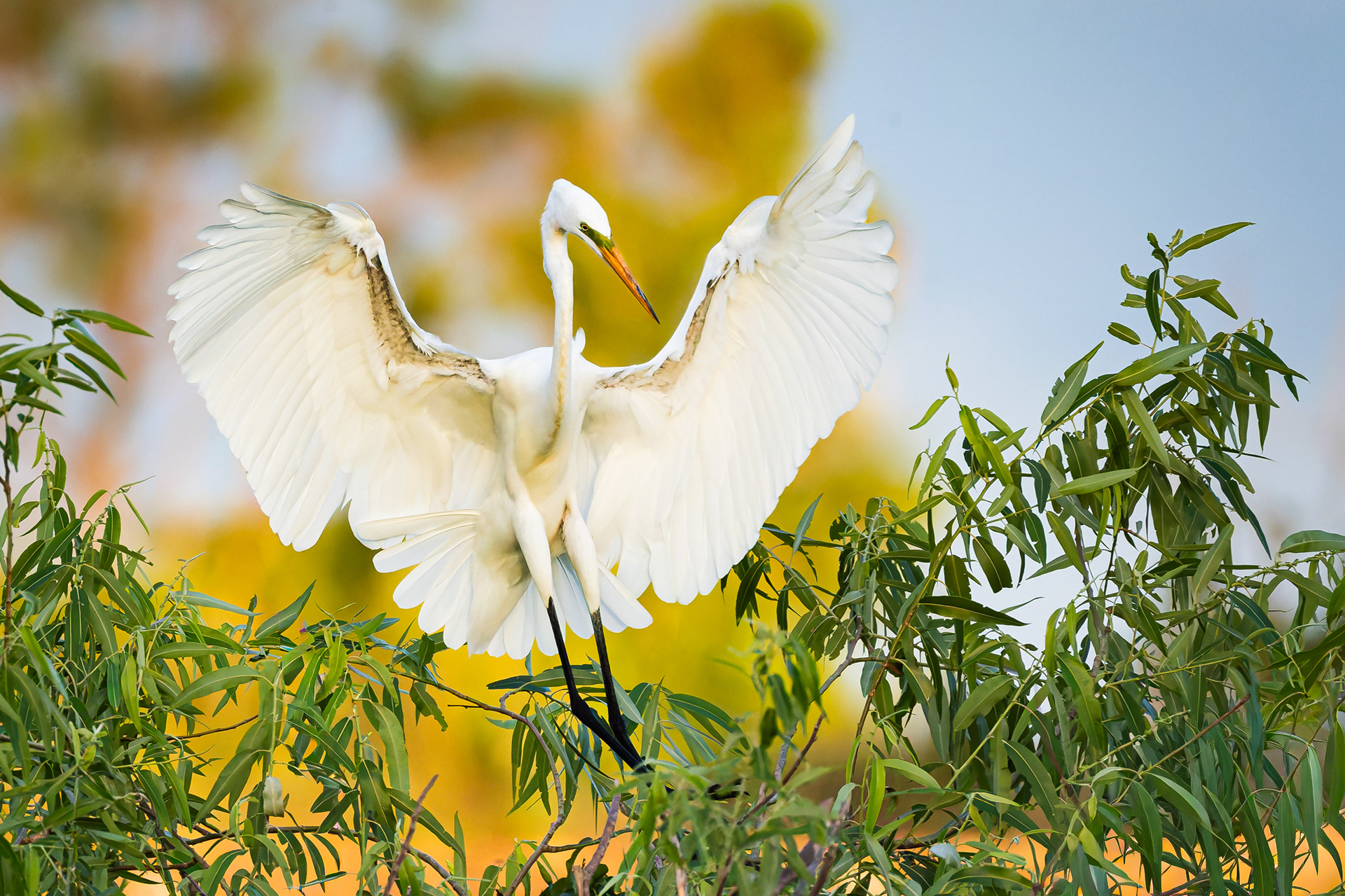 Great Egret